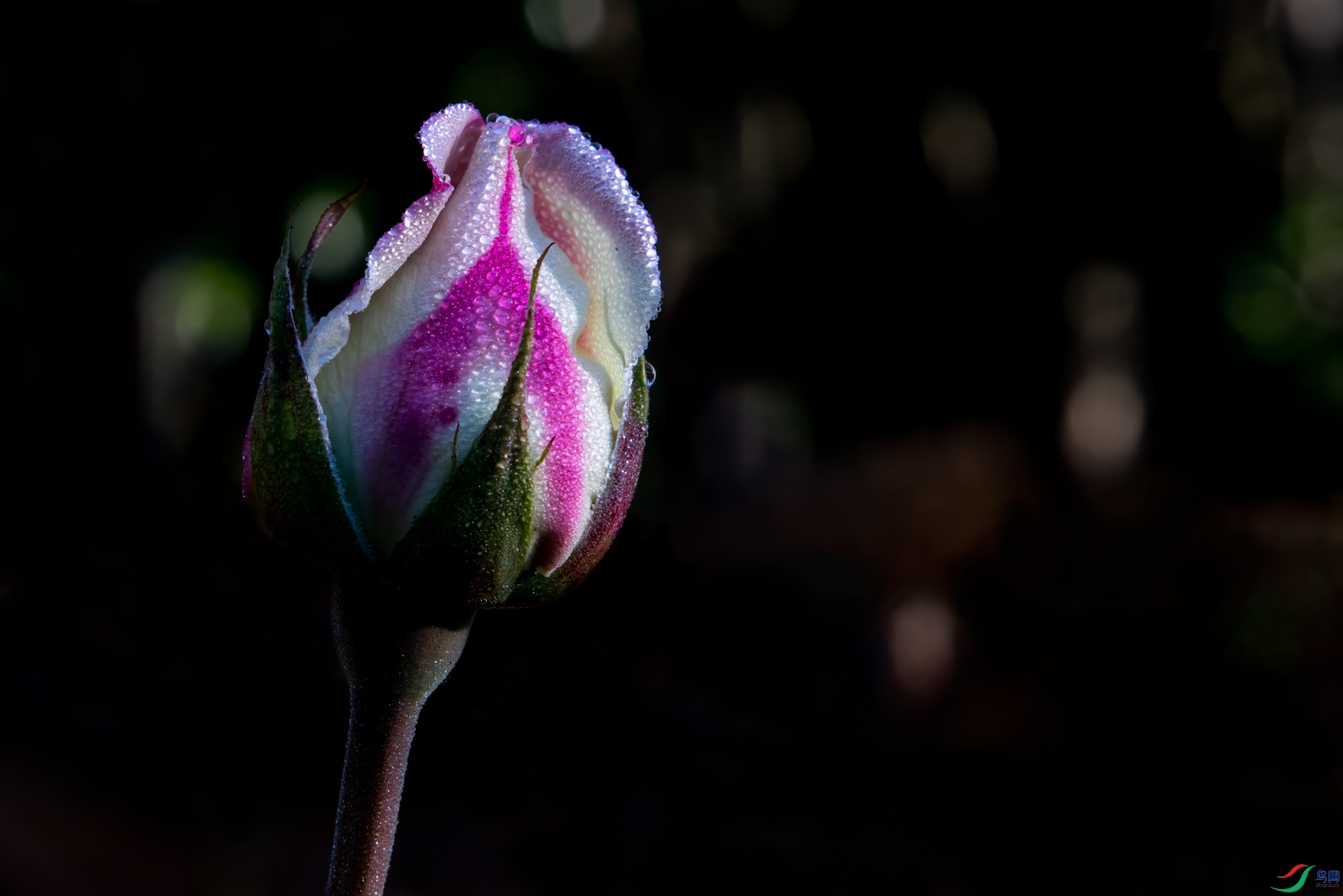 _DSC9003-1.jpg