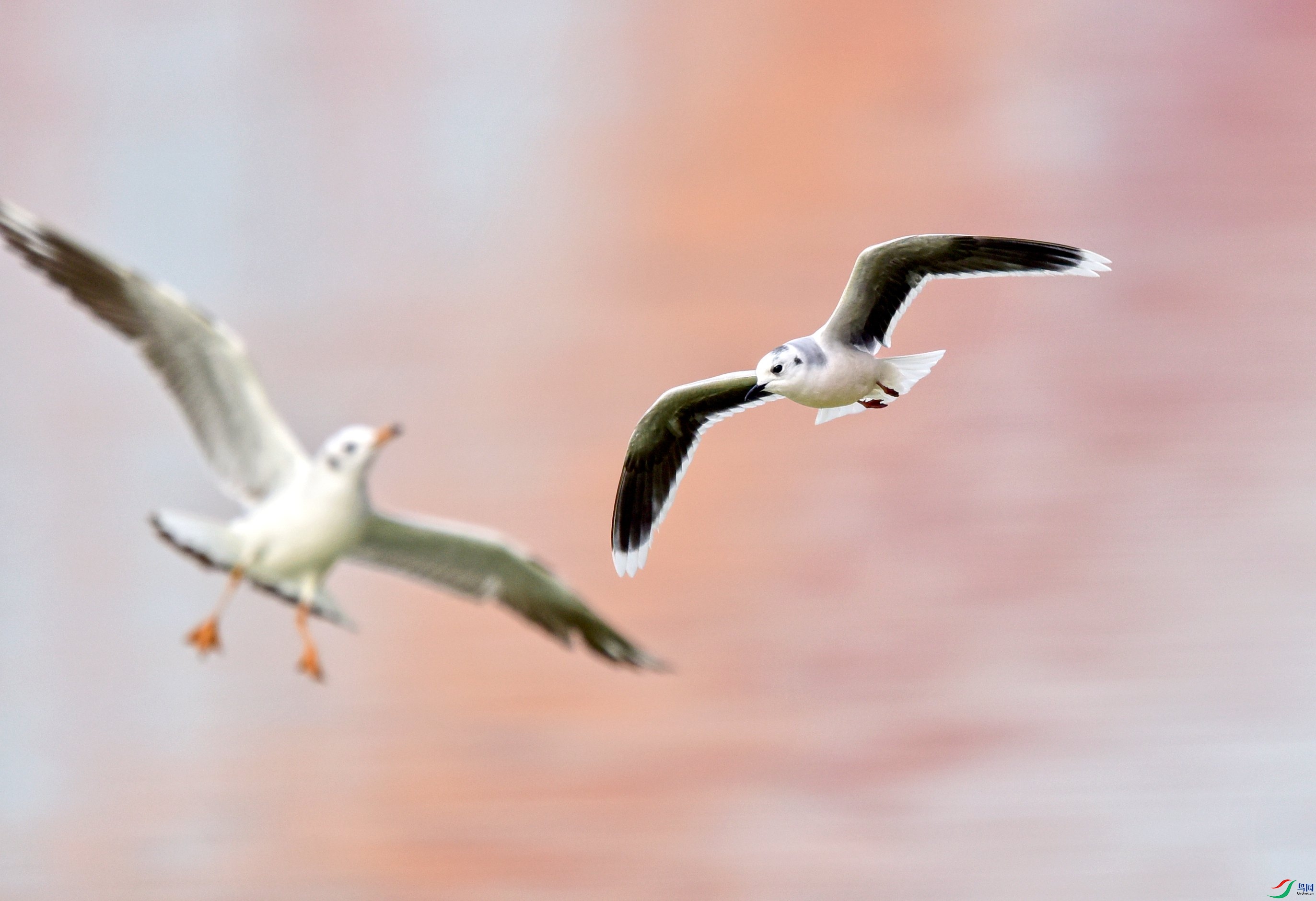 DSC_6761_conew1.jpg