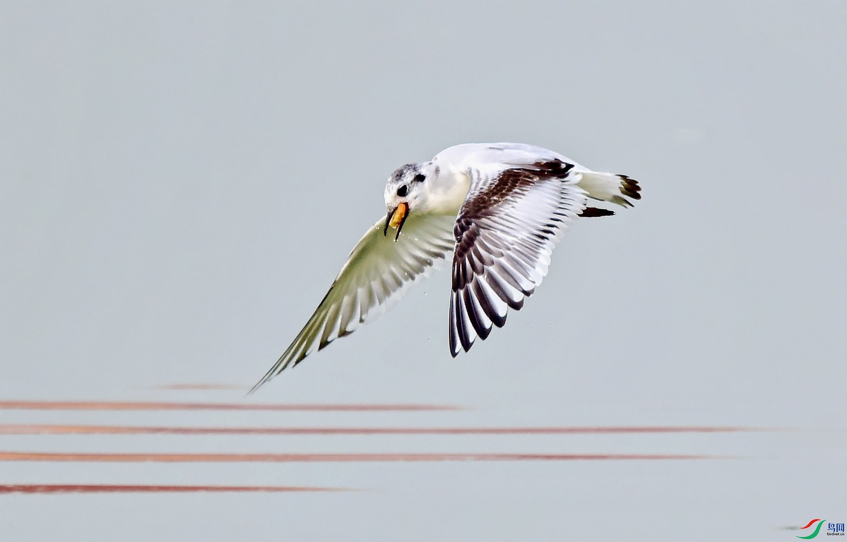 DSC_6895_conew1.jpg