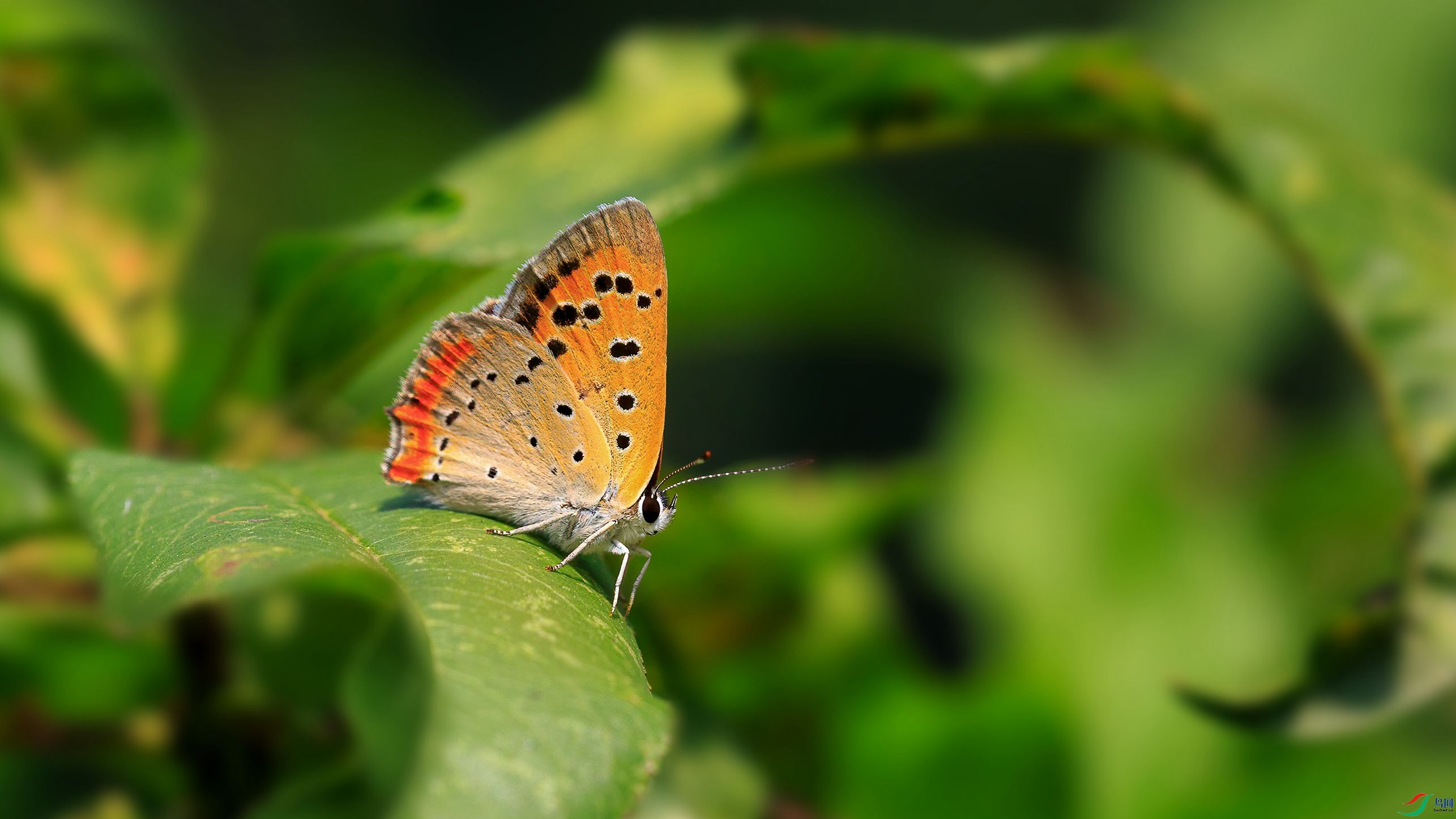 7G9A7297-1_����.jpg