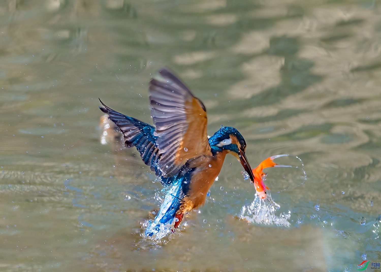 DSC_9075-2.jpg