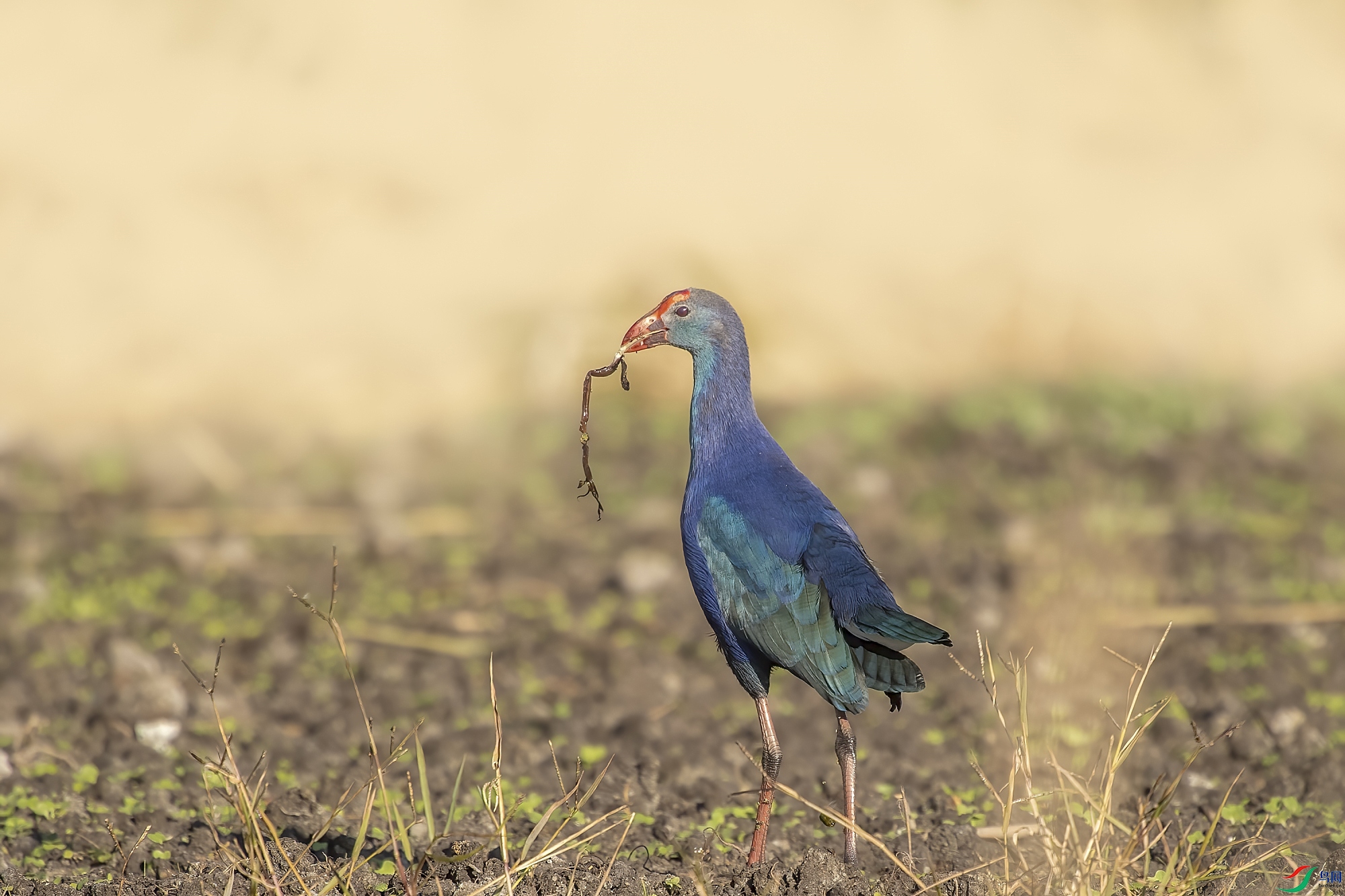 DSC_3519_����.jpg