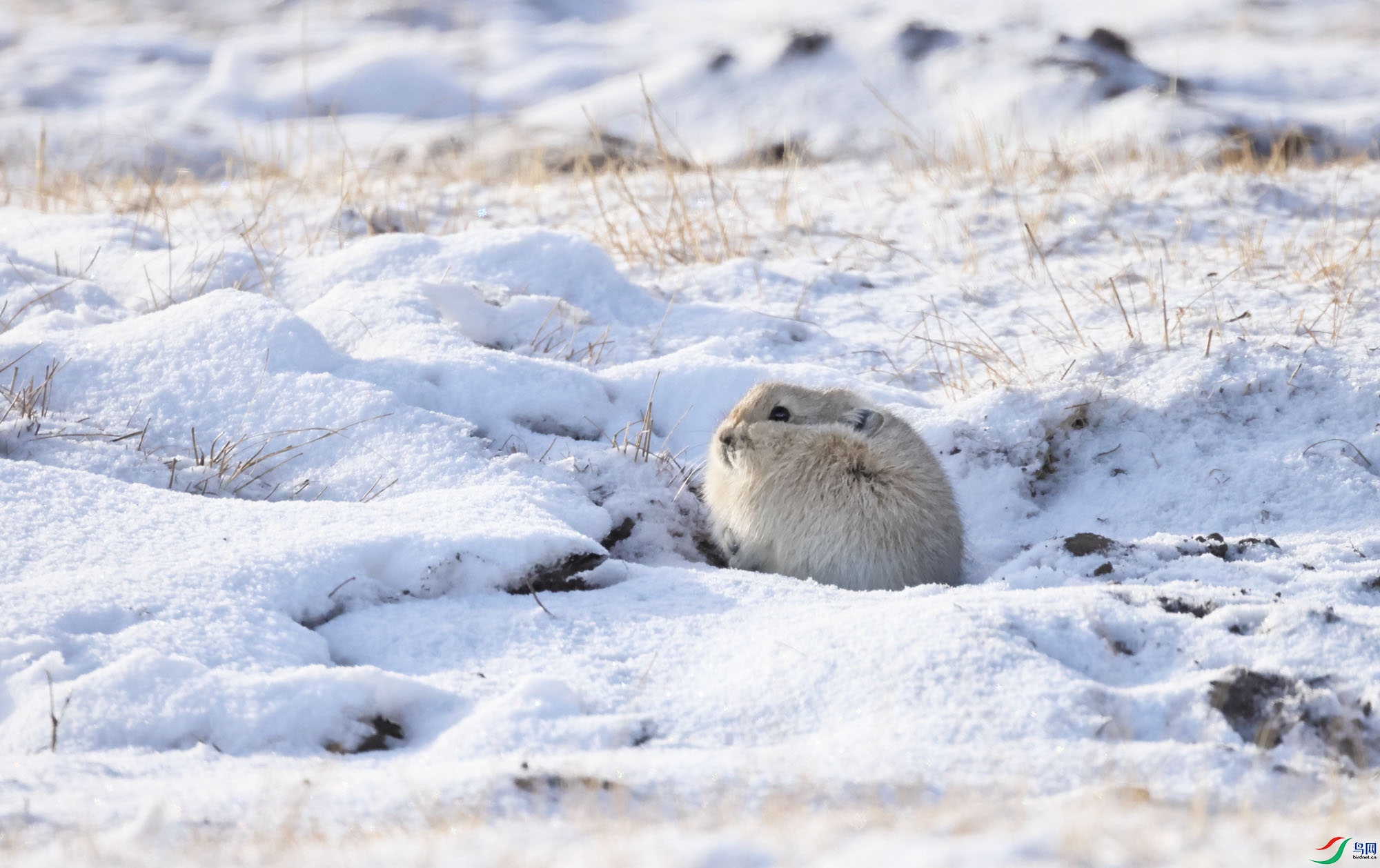 ��ԭ����