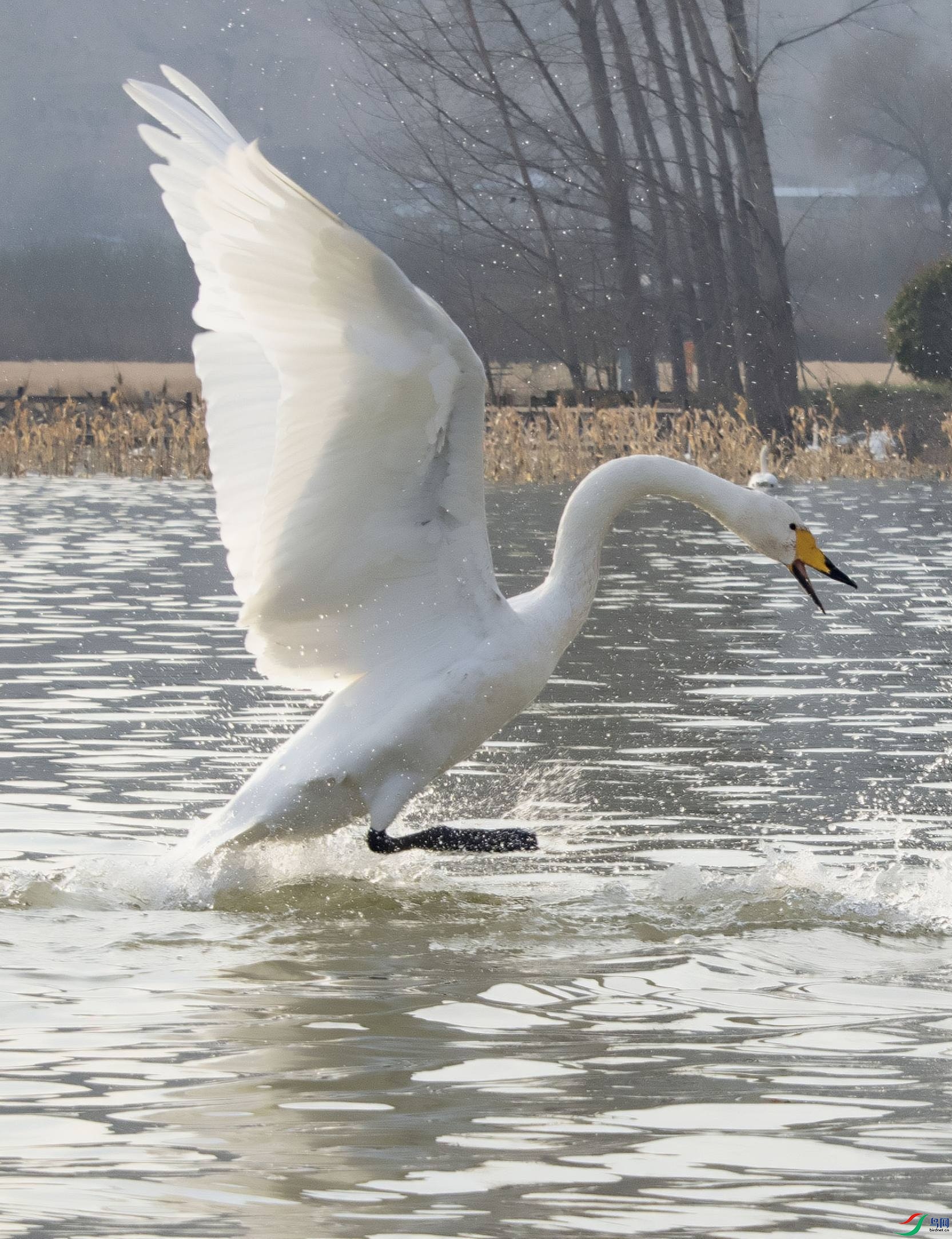 DSC_4463---_conew1.jpg