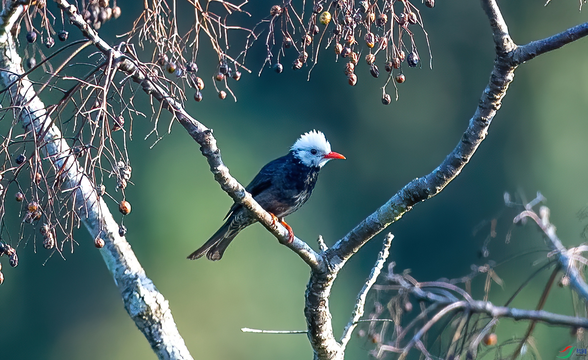 DSC_9088_����.jpg