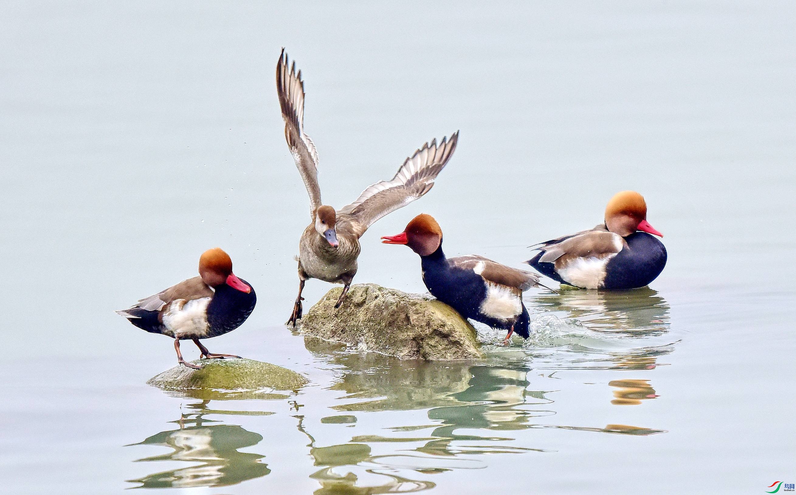 DSC_7631_conew3.jpg