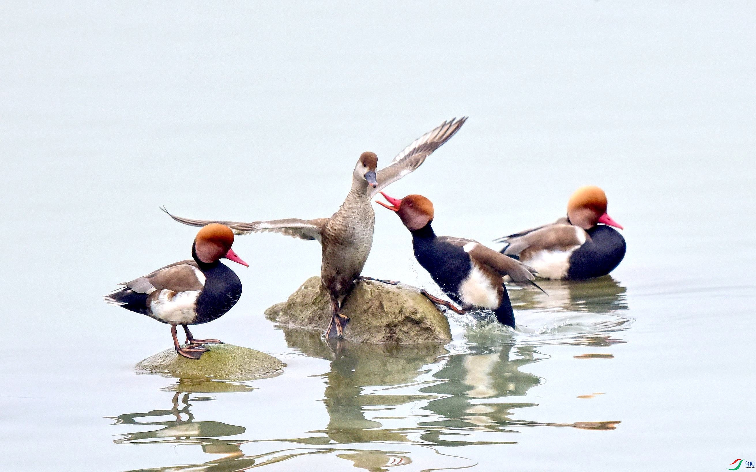 DSC_7630_conew2.jpg