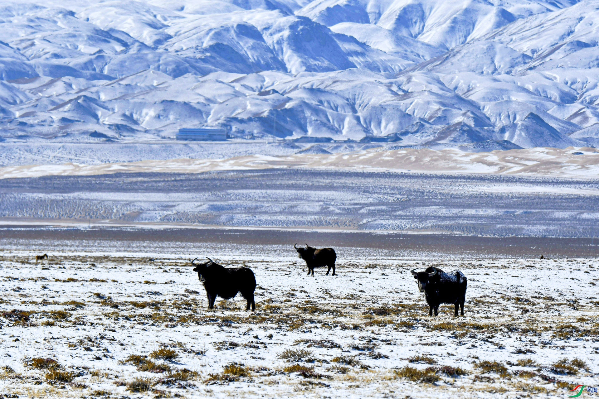 《野毛牛》1青藏高原野毛牛栖息在海拔高的5000米左右的高山地带。_副本.jpg