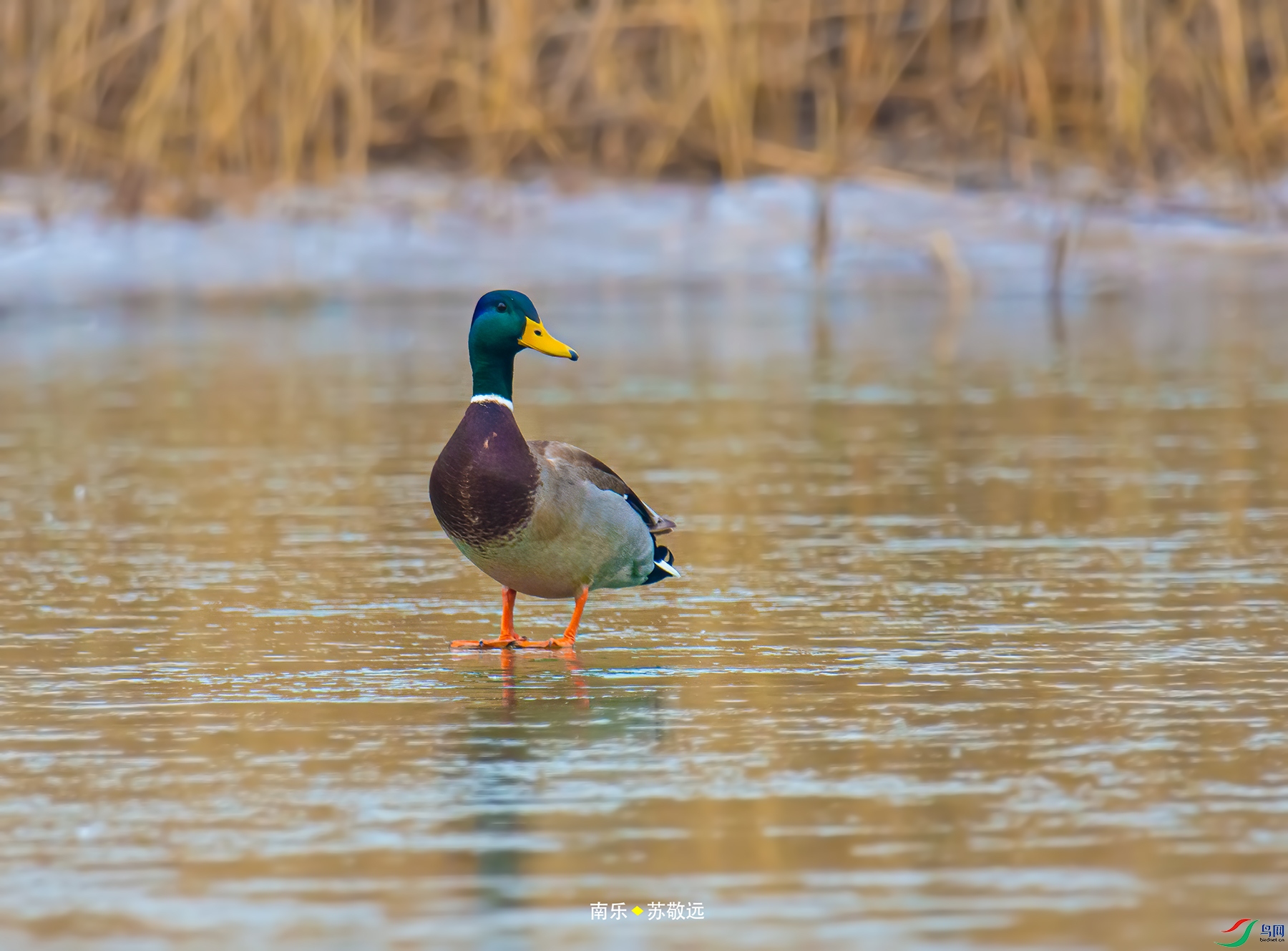 _DSC3317С.jpg