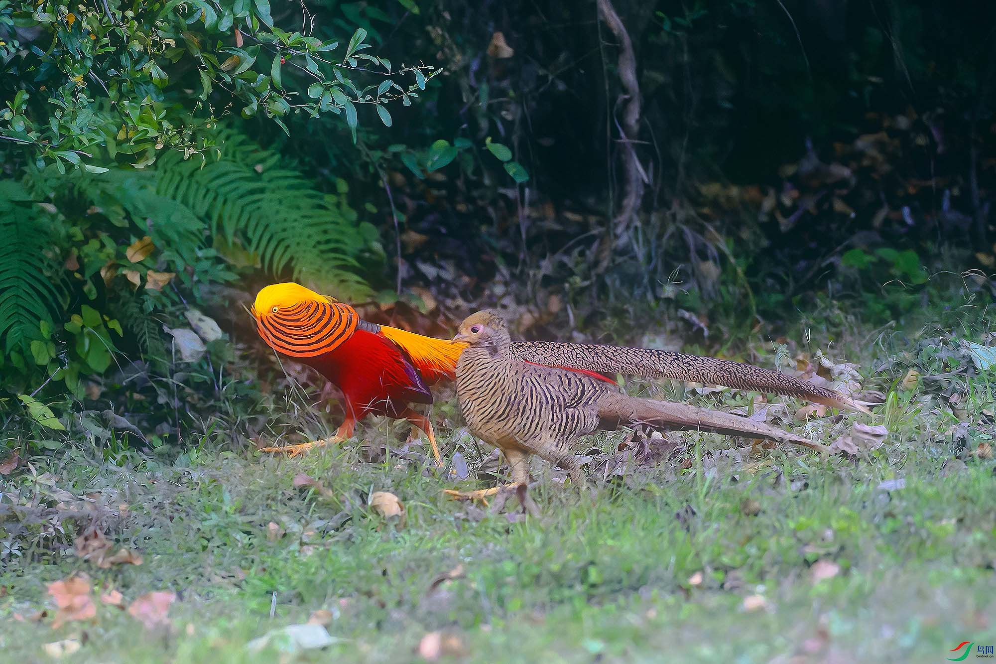 _DSC0150 a����.jpg