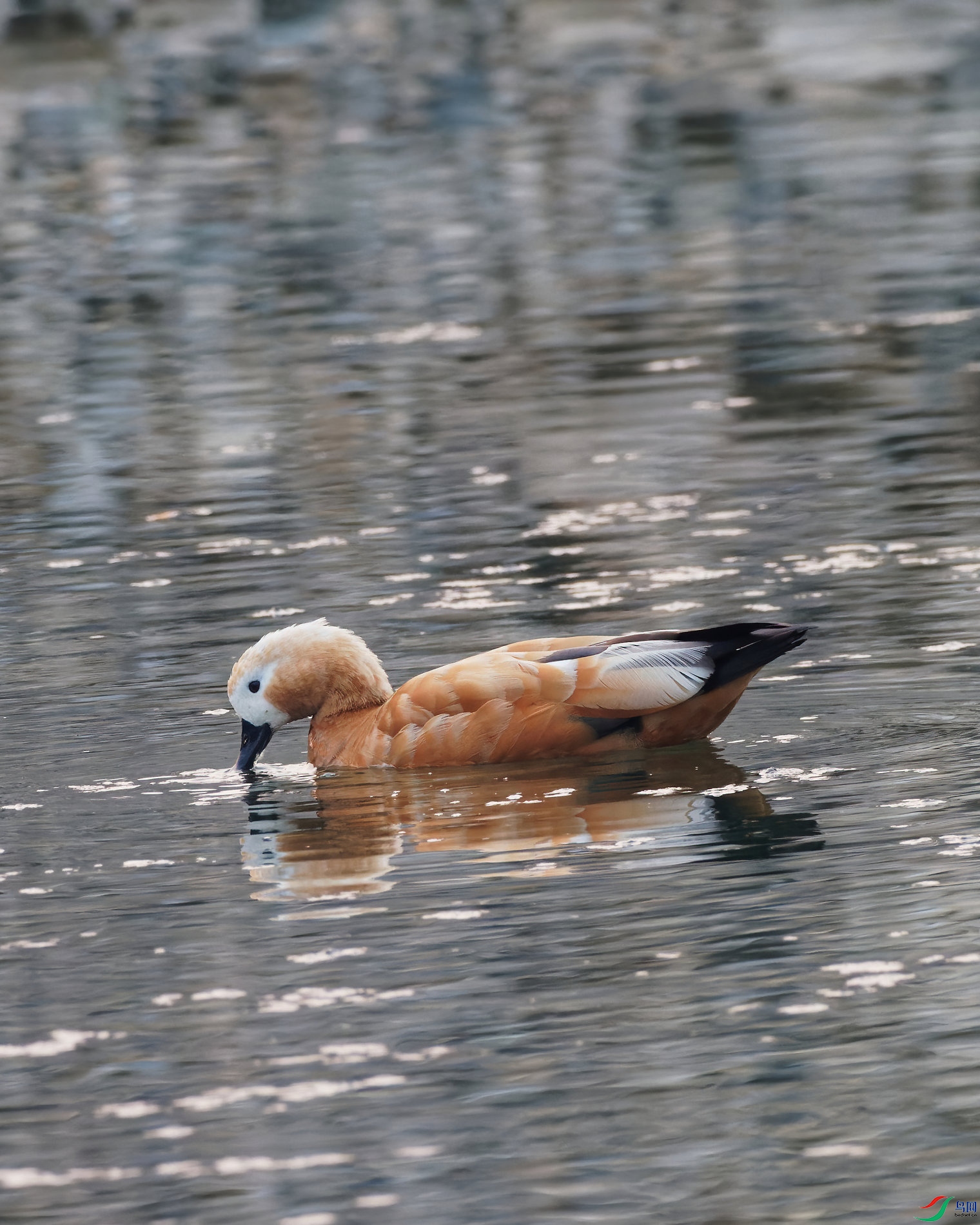 PC310139_DxO-d2.jpg
