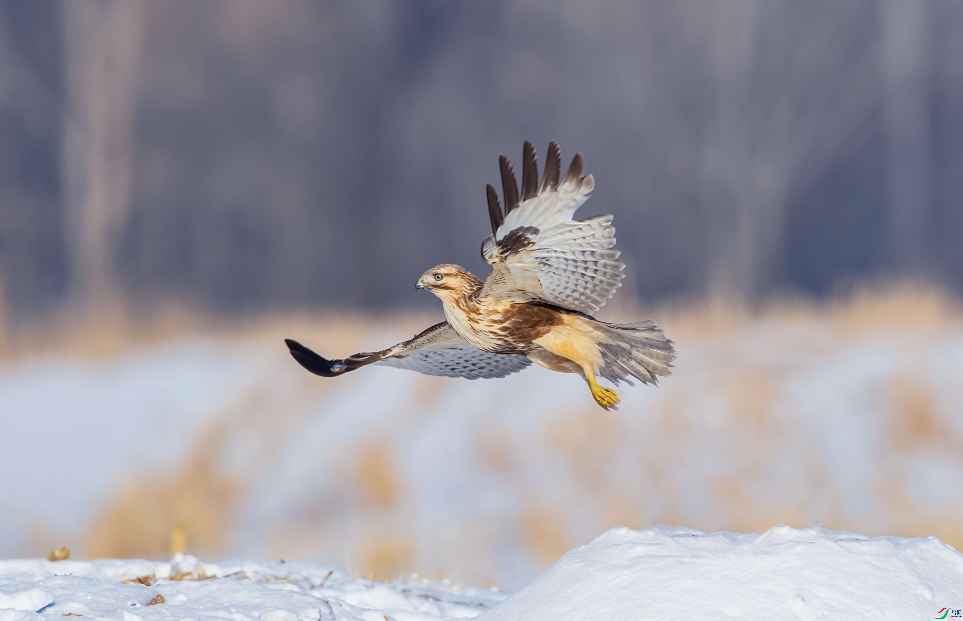 ���ֶ���