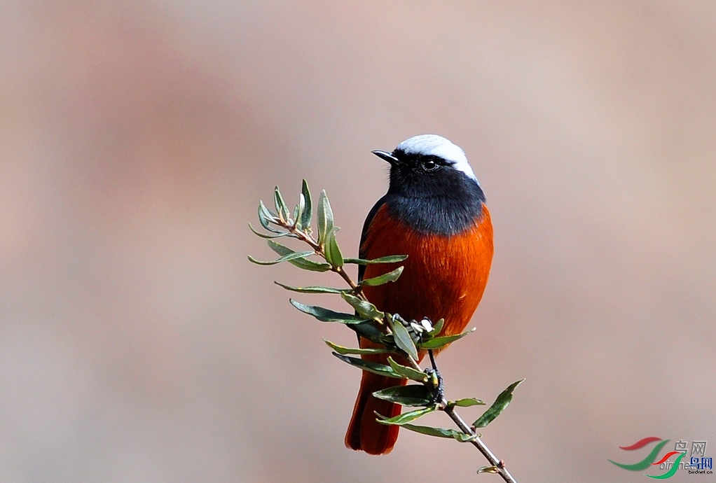 ����ѩ��hook  ��ʦ����.jpg