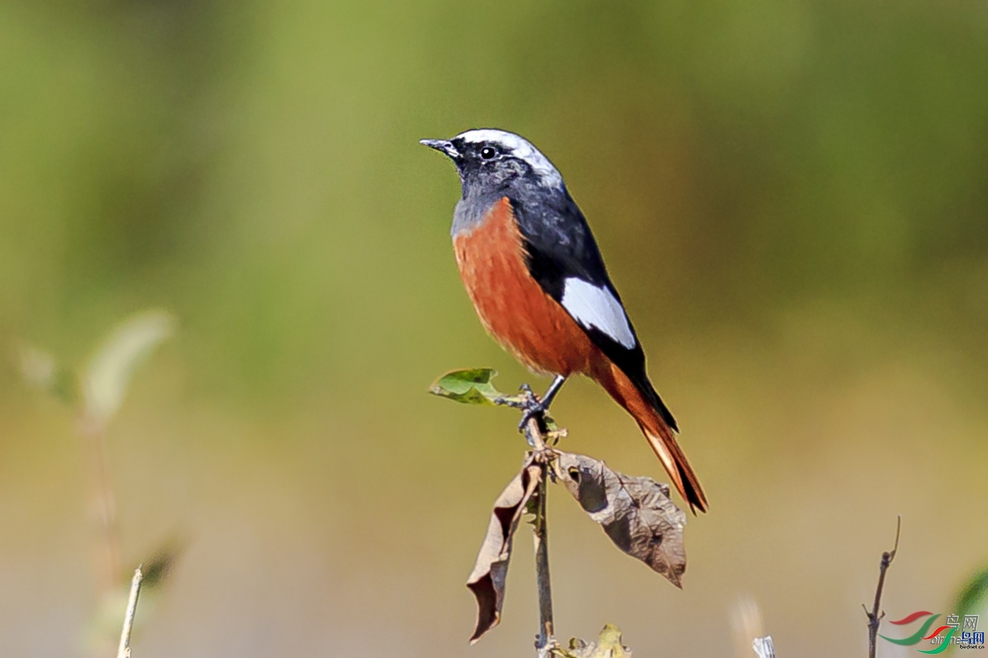 �׷�Ϧ��  ��ʦ�������½�**������ ����̩����������.jpg