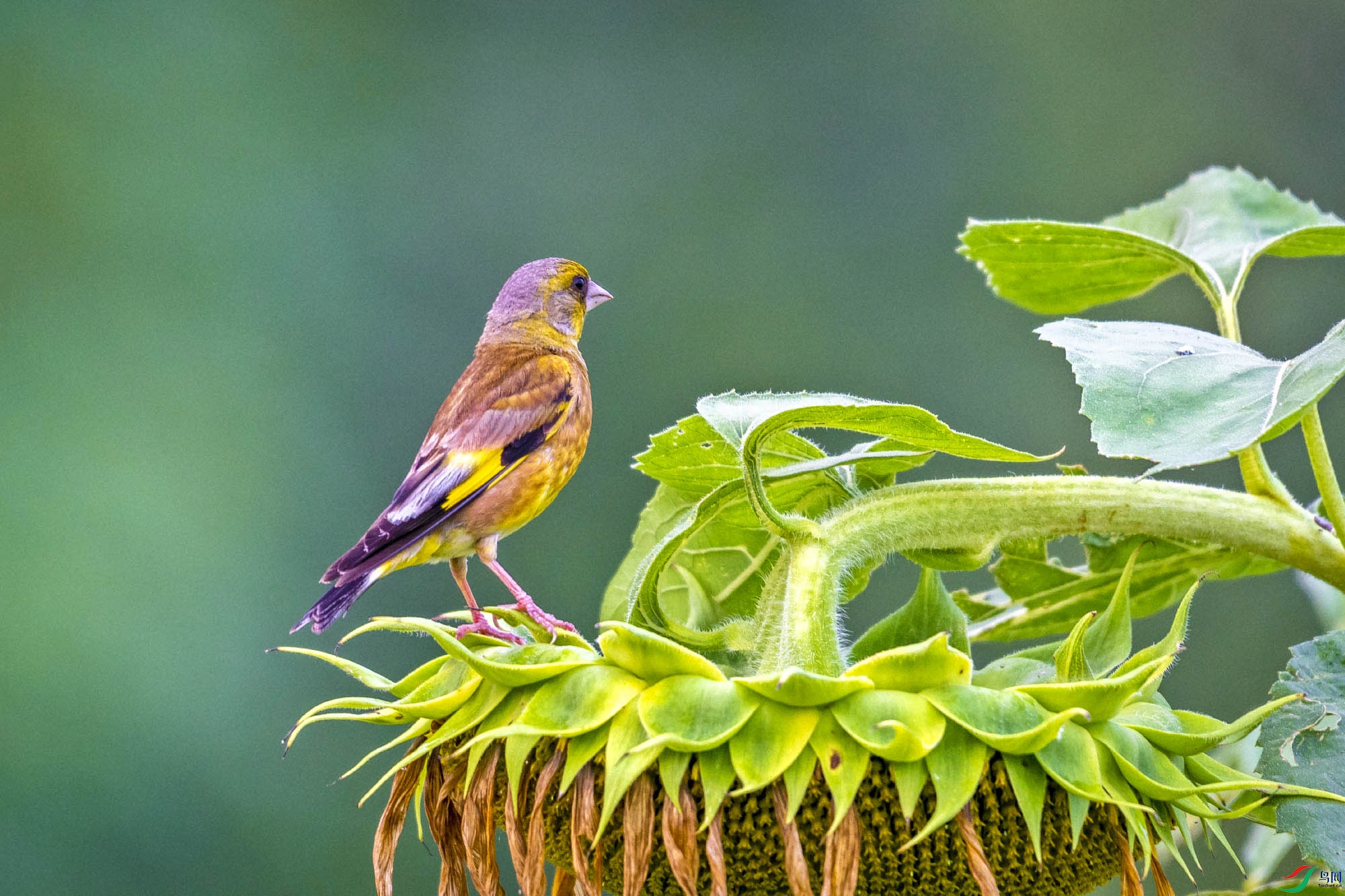 ����� (6).jpg