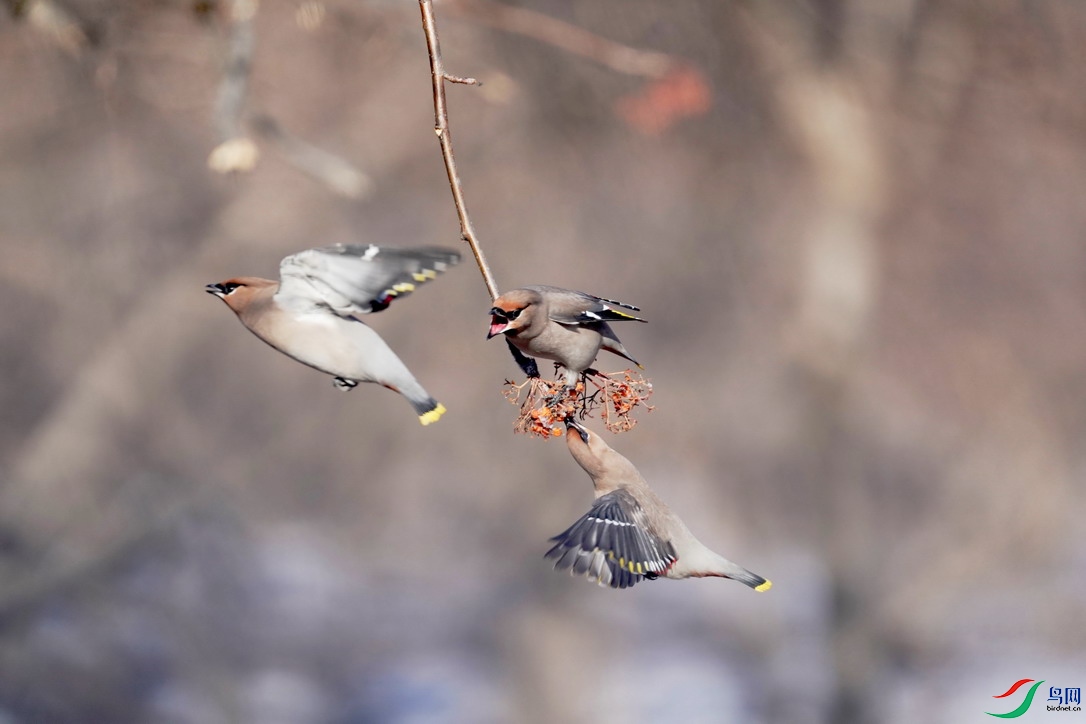 DSC00037 W_��С��С.jpg