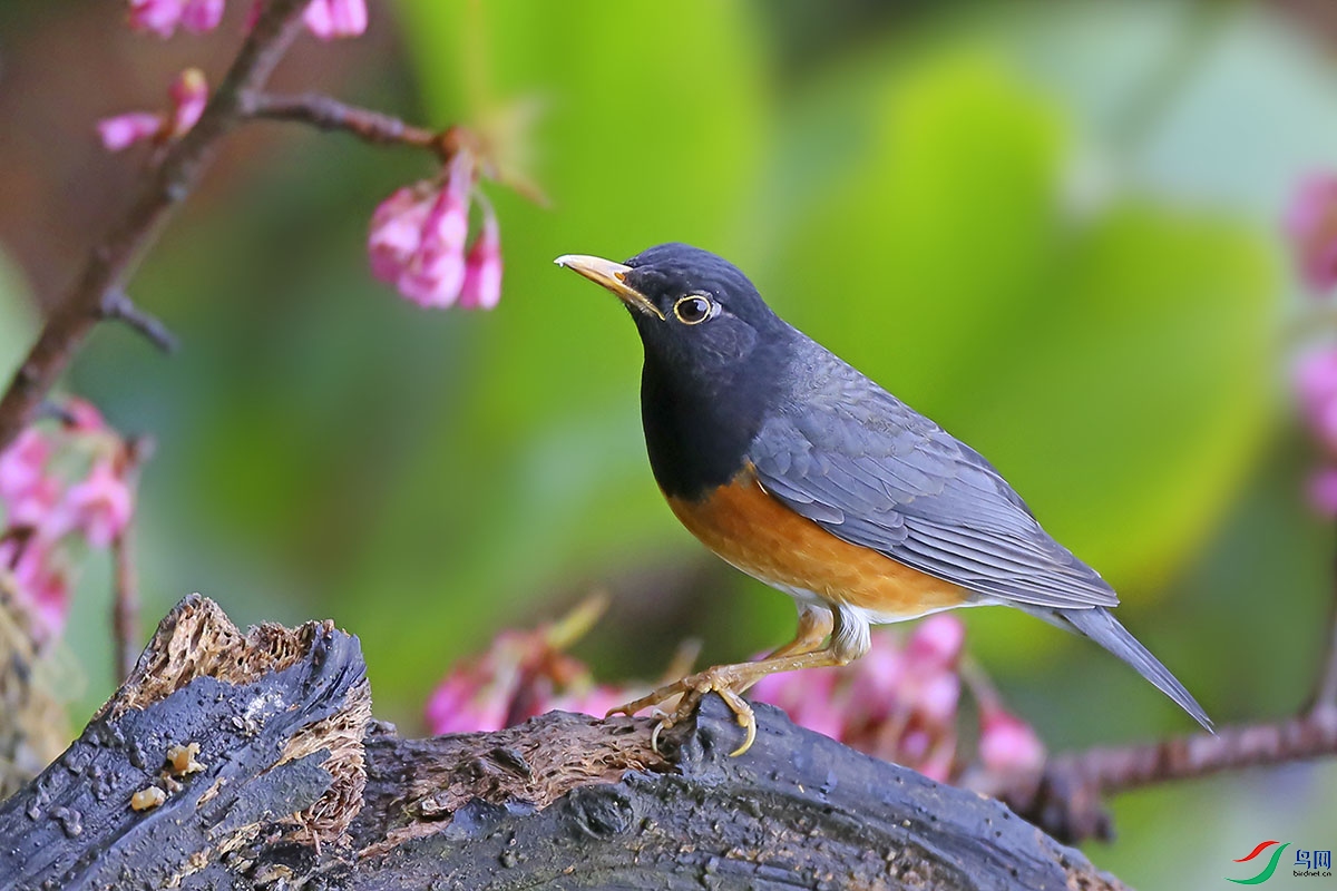 ����� (2).jpg