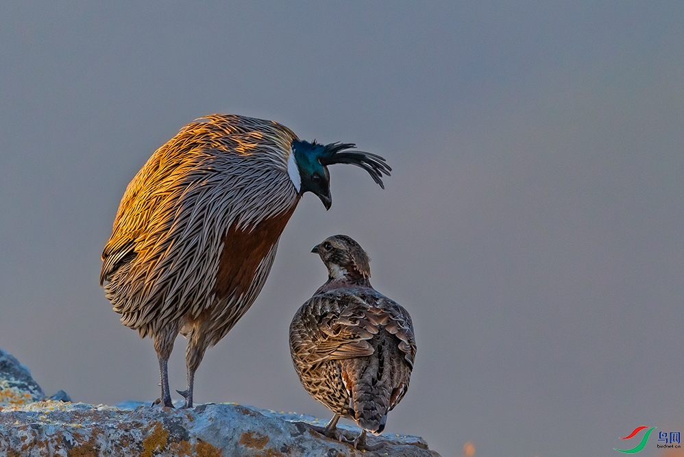 ��ʦ��Ԫ���ڿ���