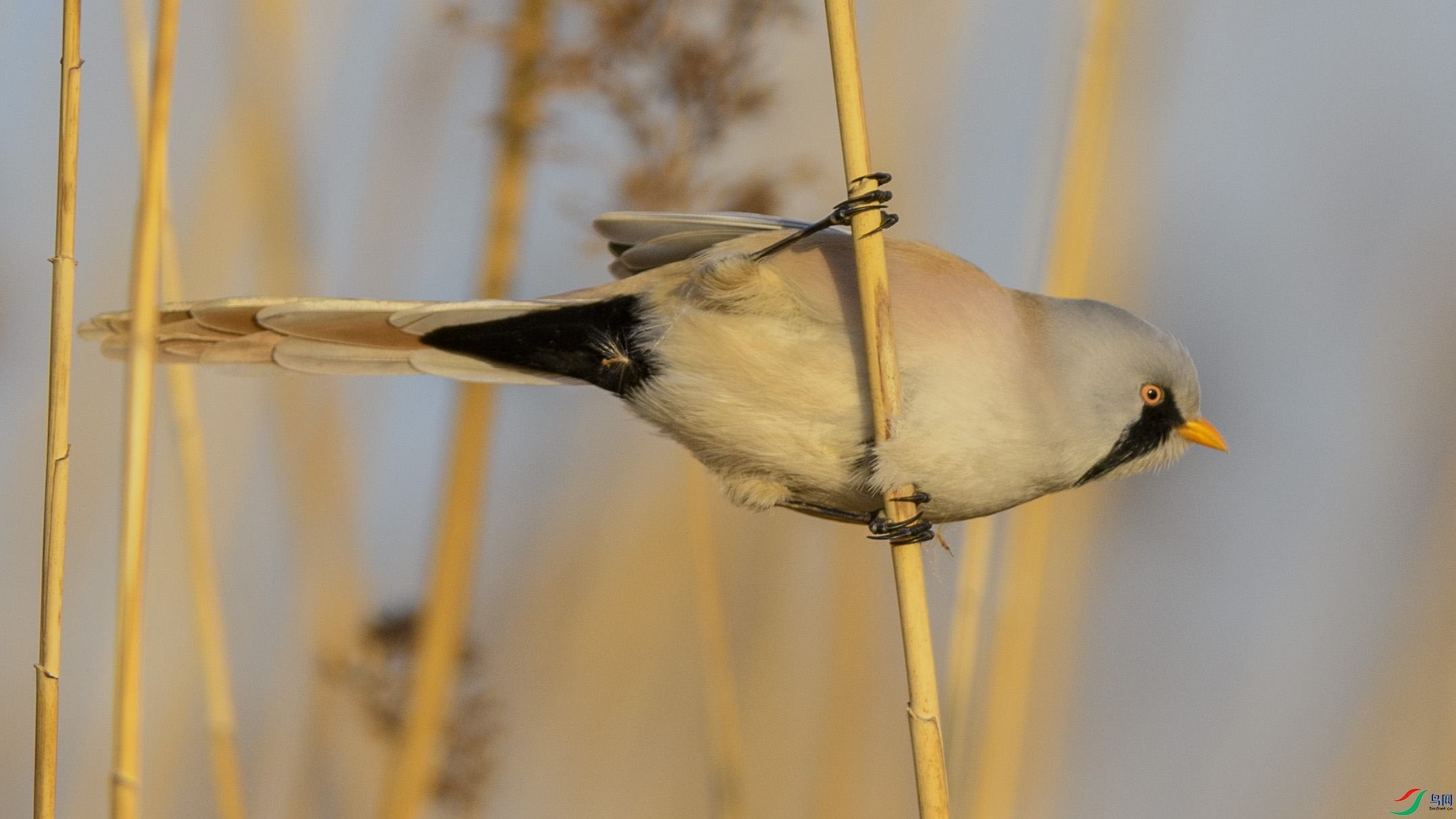 _6667973 ����.jpg