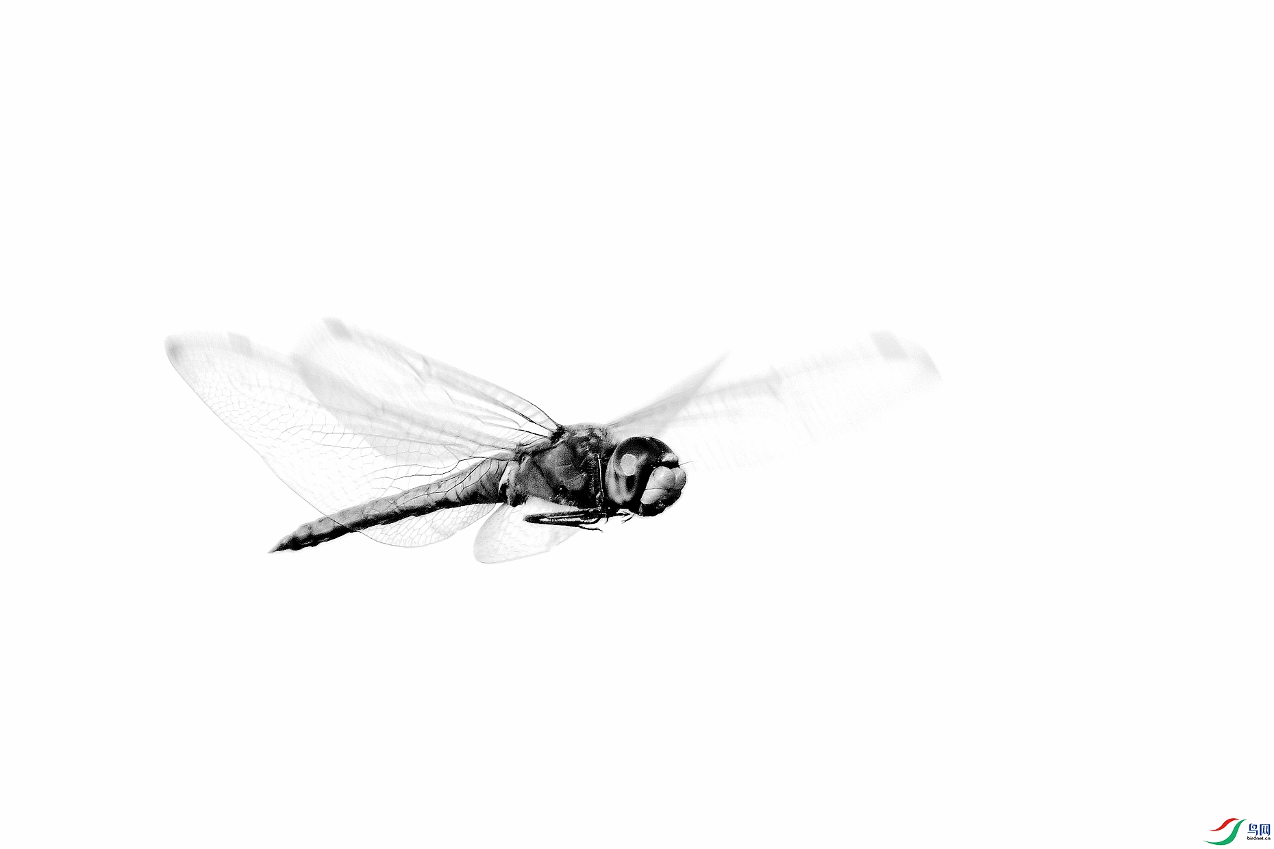 IMG_1806czx.jpg