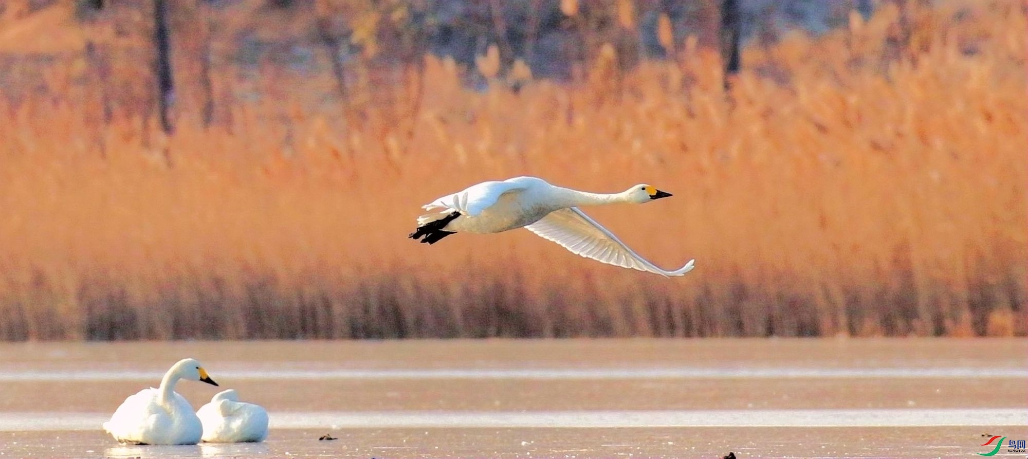 AK2Y2051 2000.jpg