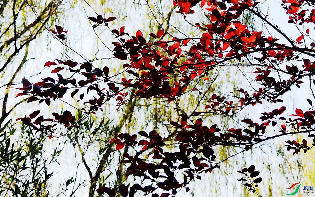 810 (75)_����.jpg