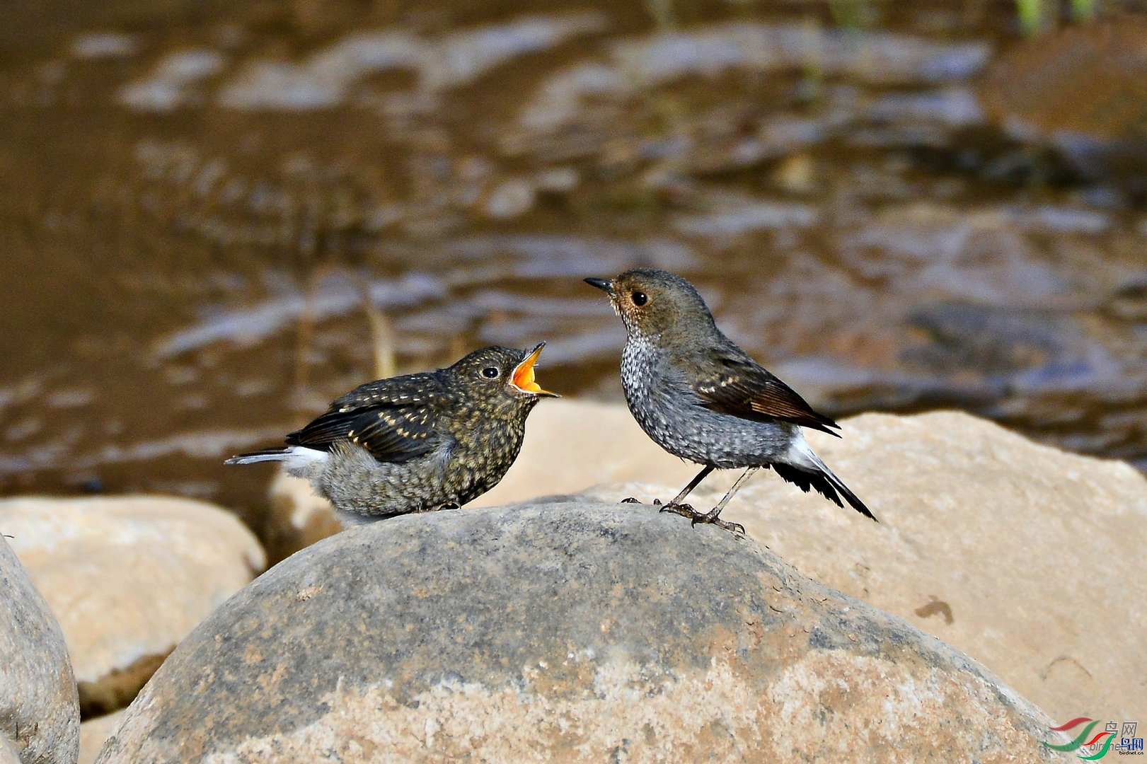 ��ľ����  ��ʦ����.jpg