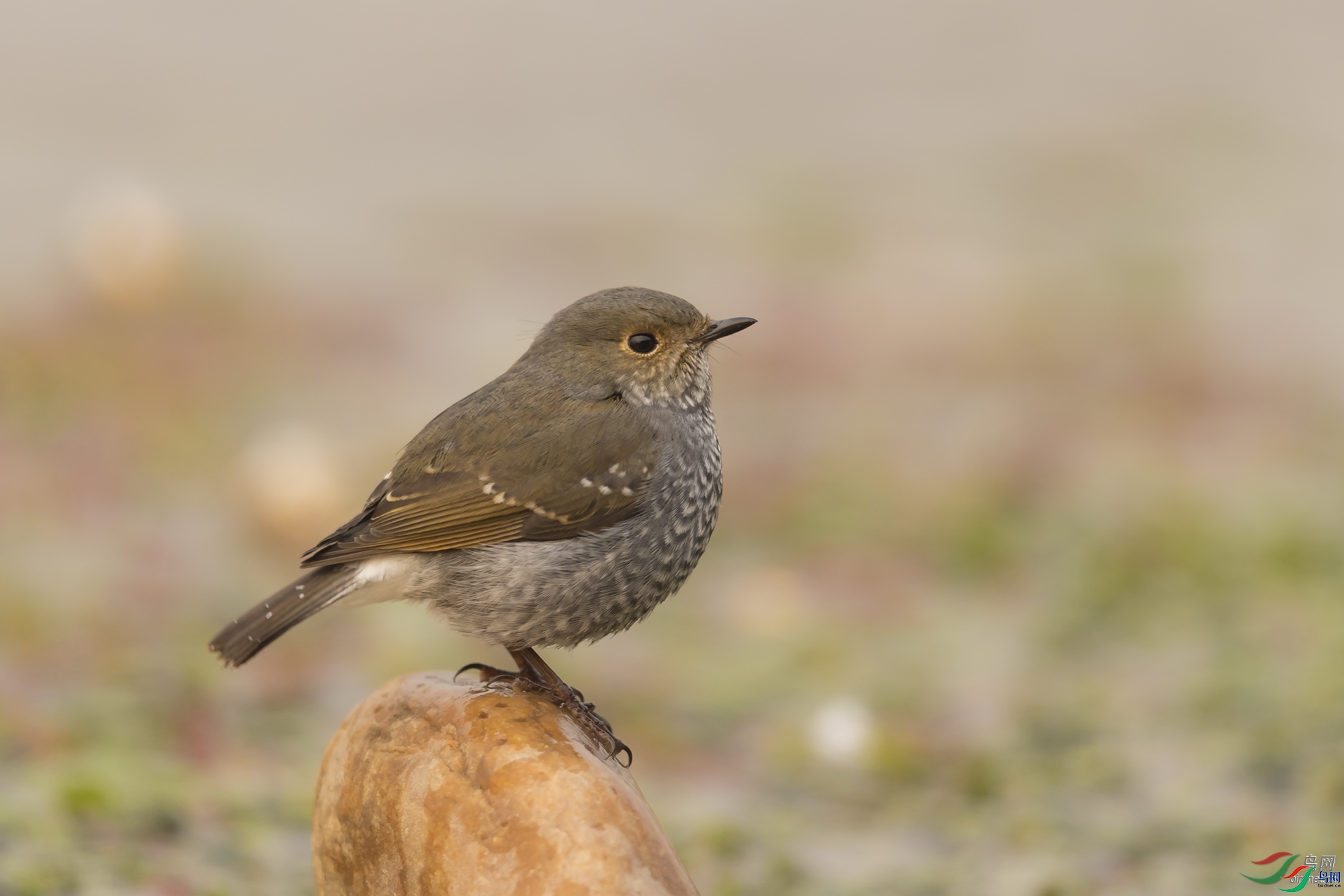 �����ѩ  ��ʦ����.jpg