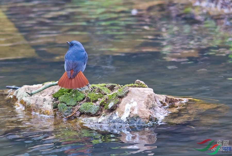 �ȴ�����dm  ��ʦ�����ں���ʡ�人��.jpg