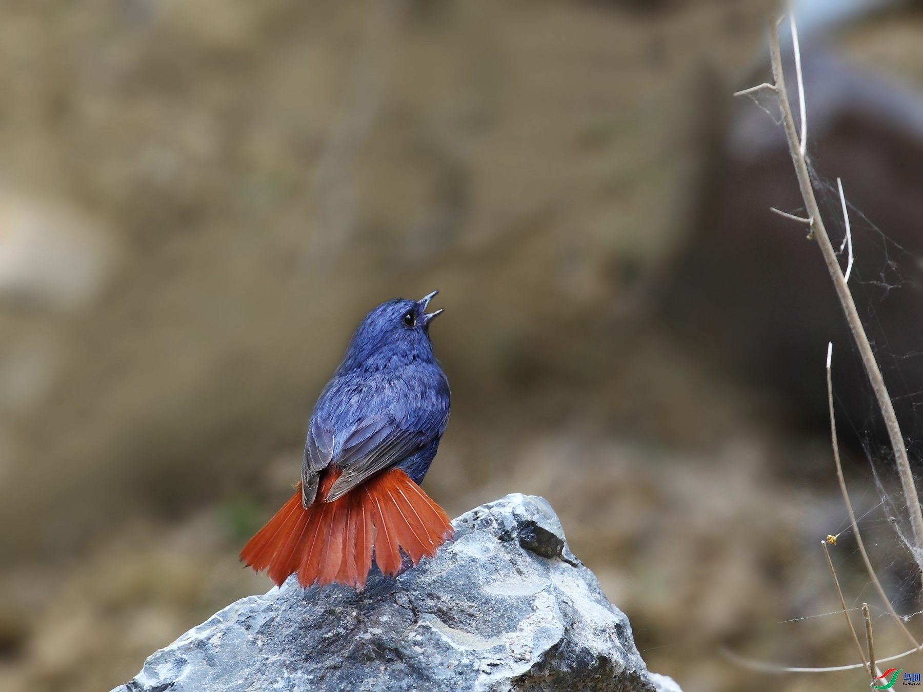 �����ɽ  ��ʦ�����ںӱ�ʡʯ��ׯ��.jpg