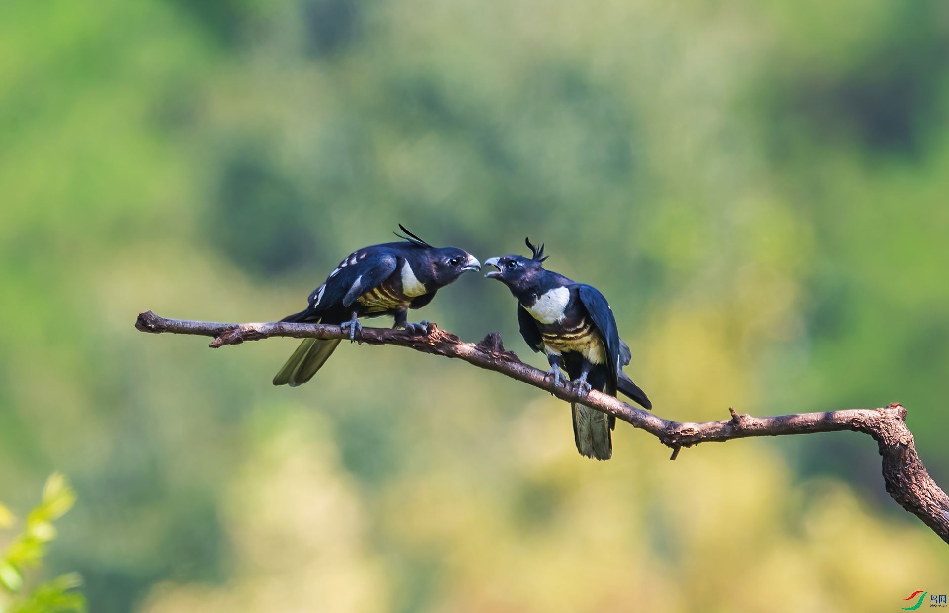 WGB_4512-1-DeNoiseAI-standard (1).jpg