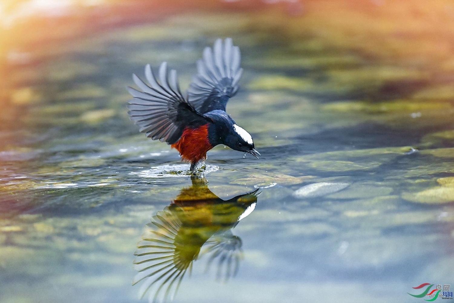 ��������  ��ʦ�����ں���ʡ�����й�ˮ��.jpg