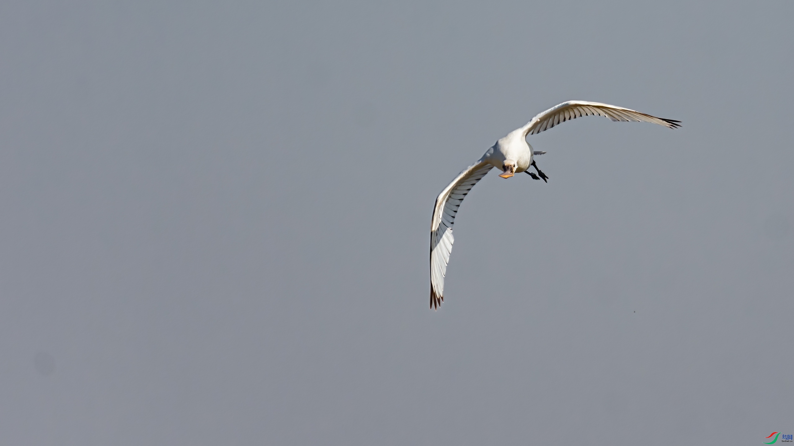 �����½��İ�����