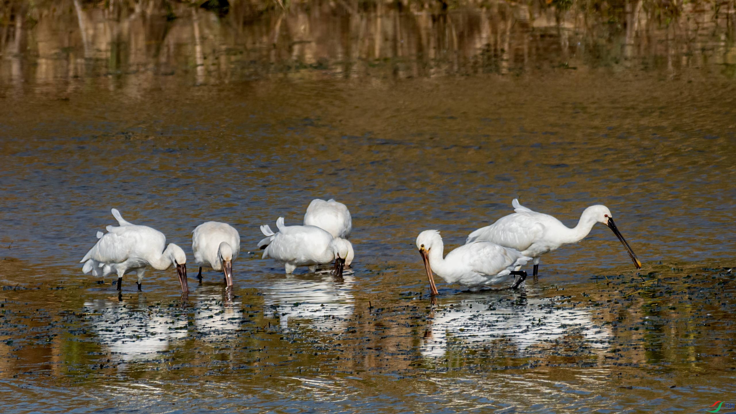 ��ʳ�İ�����