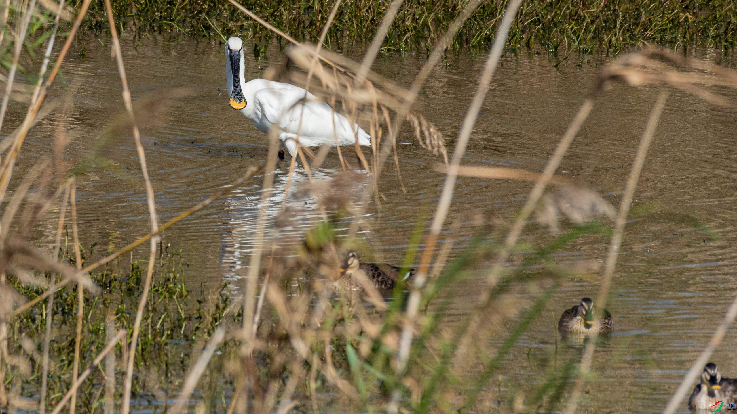 ����Ѽ�Ĵ��ε�