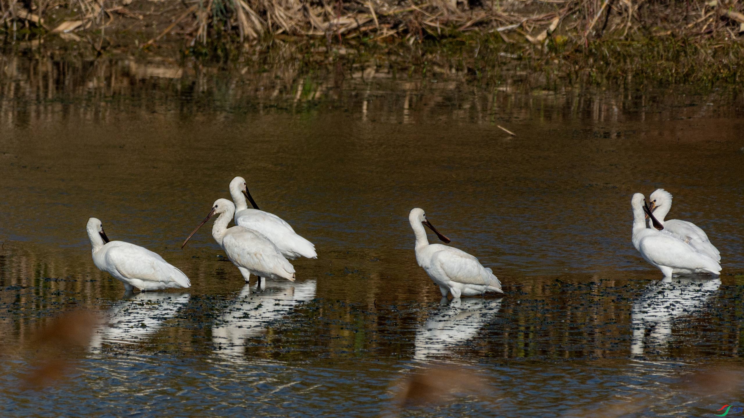 �����İ�����