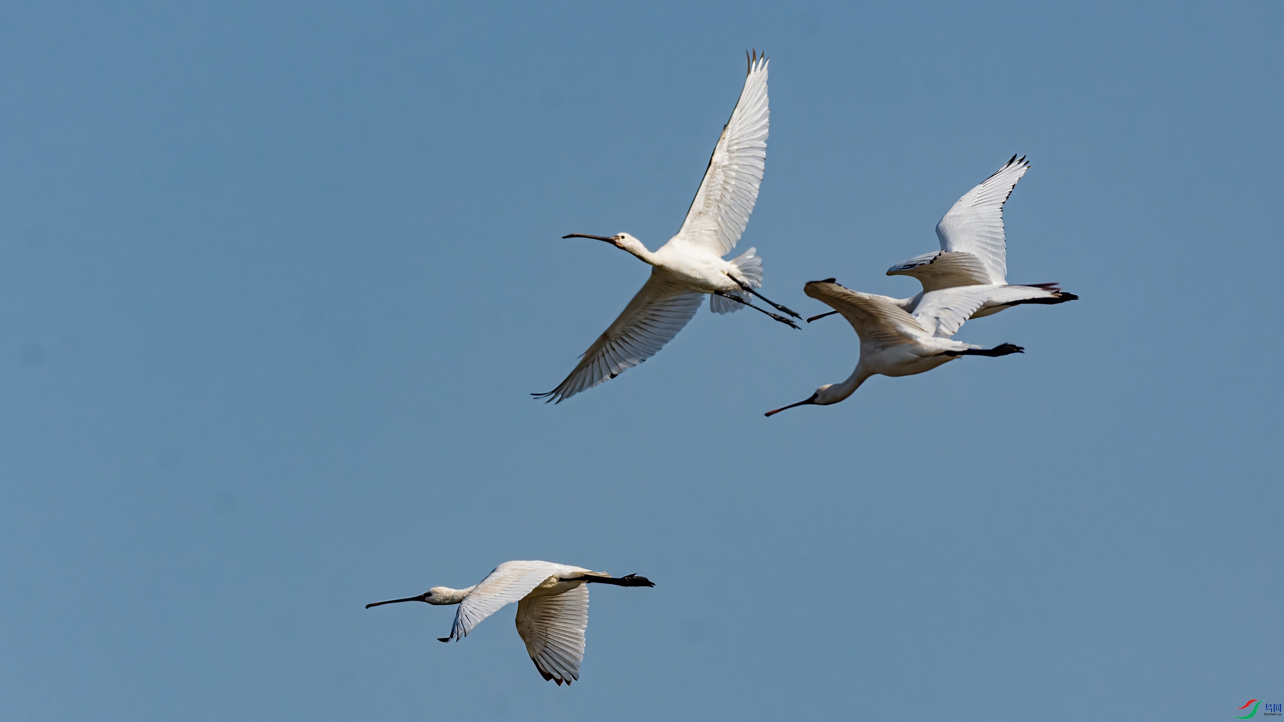 �ҷɵİ�����