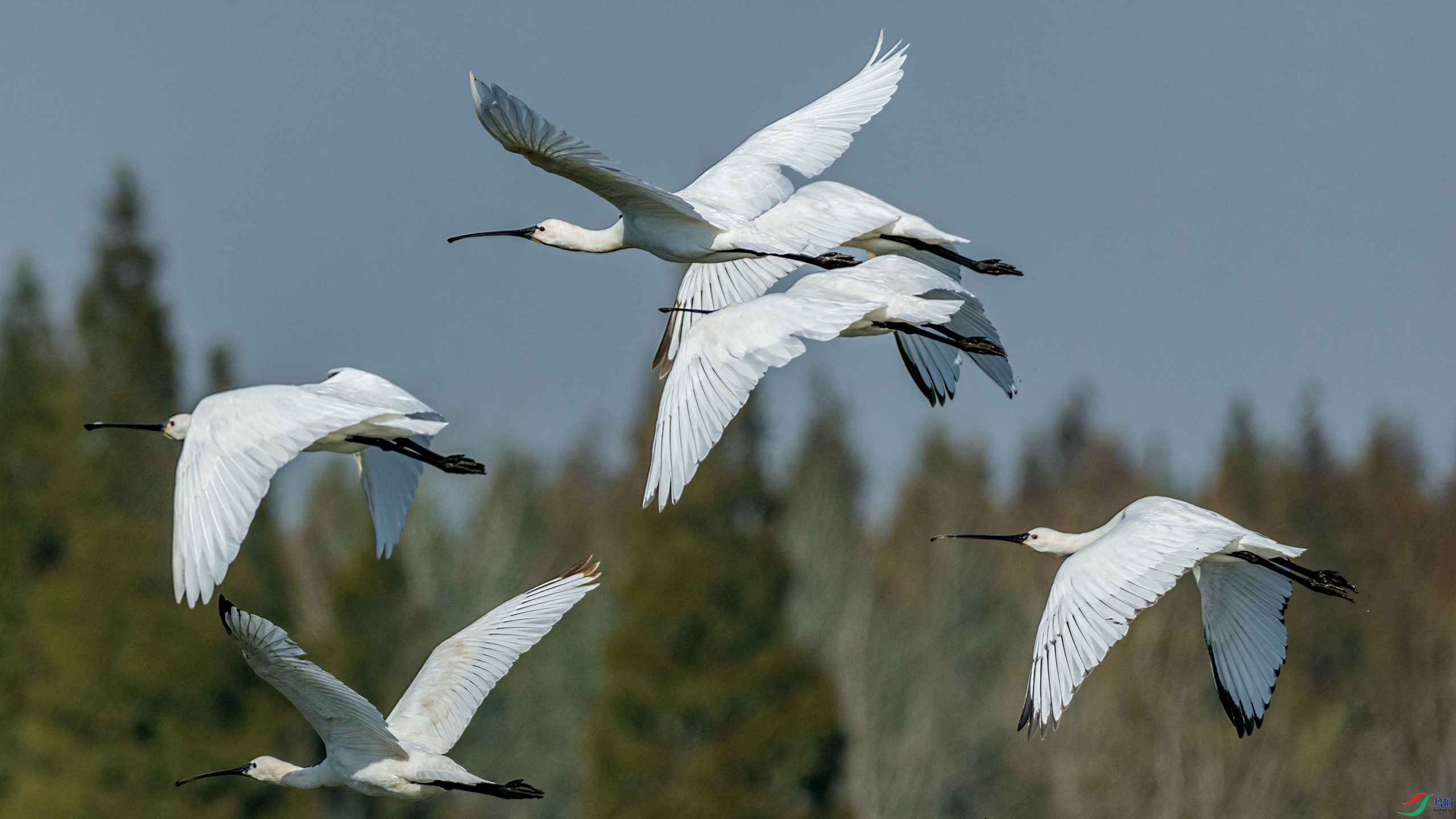 ��ɵİ�����