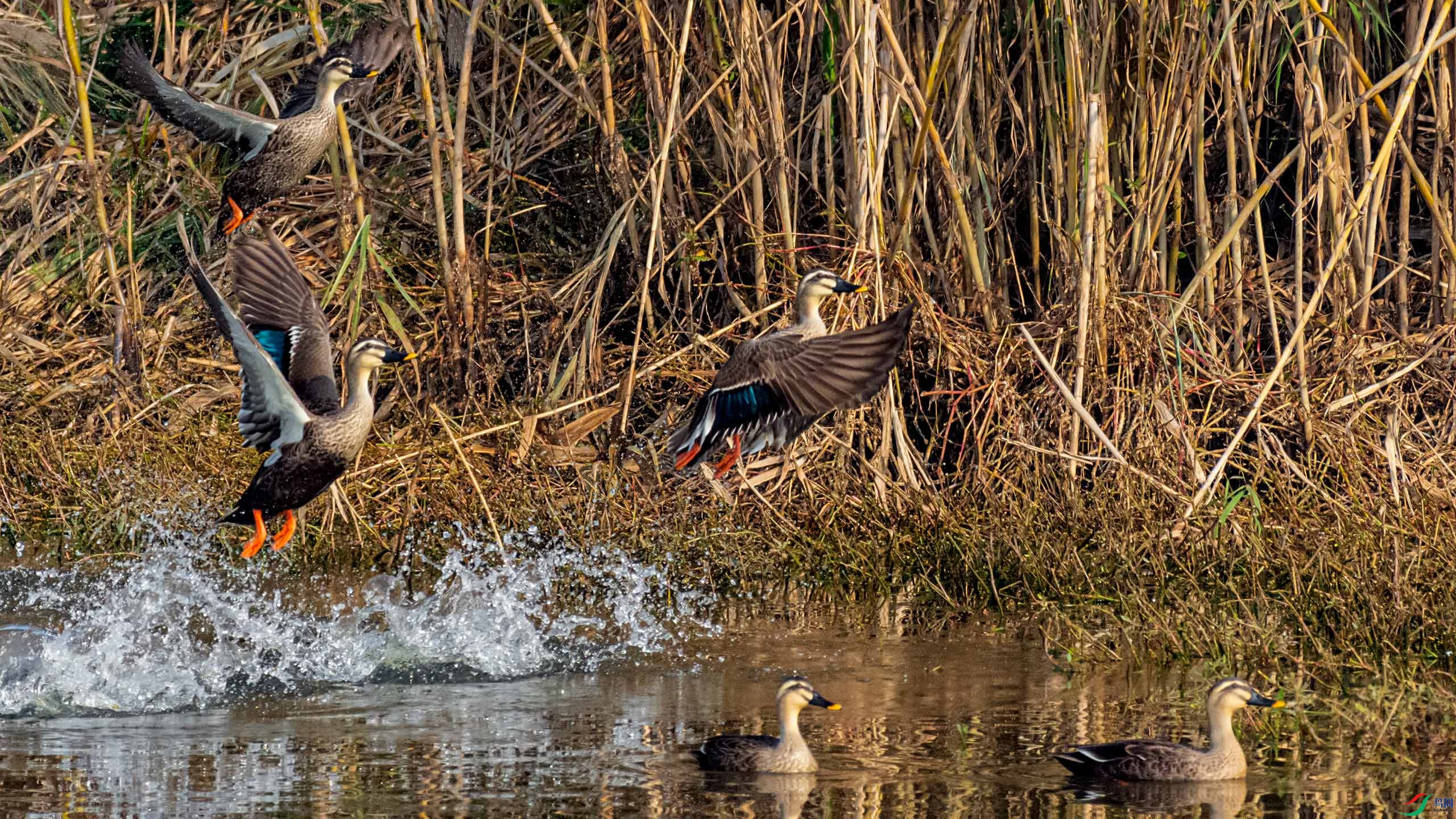 ��ɵİ���Ѽ