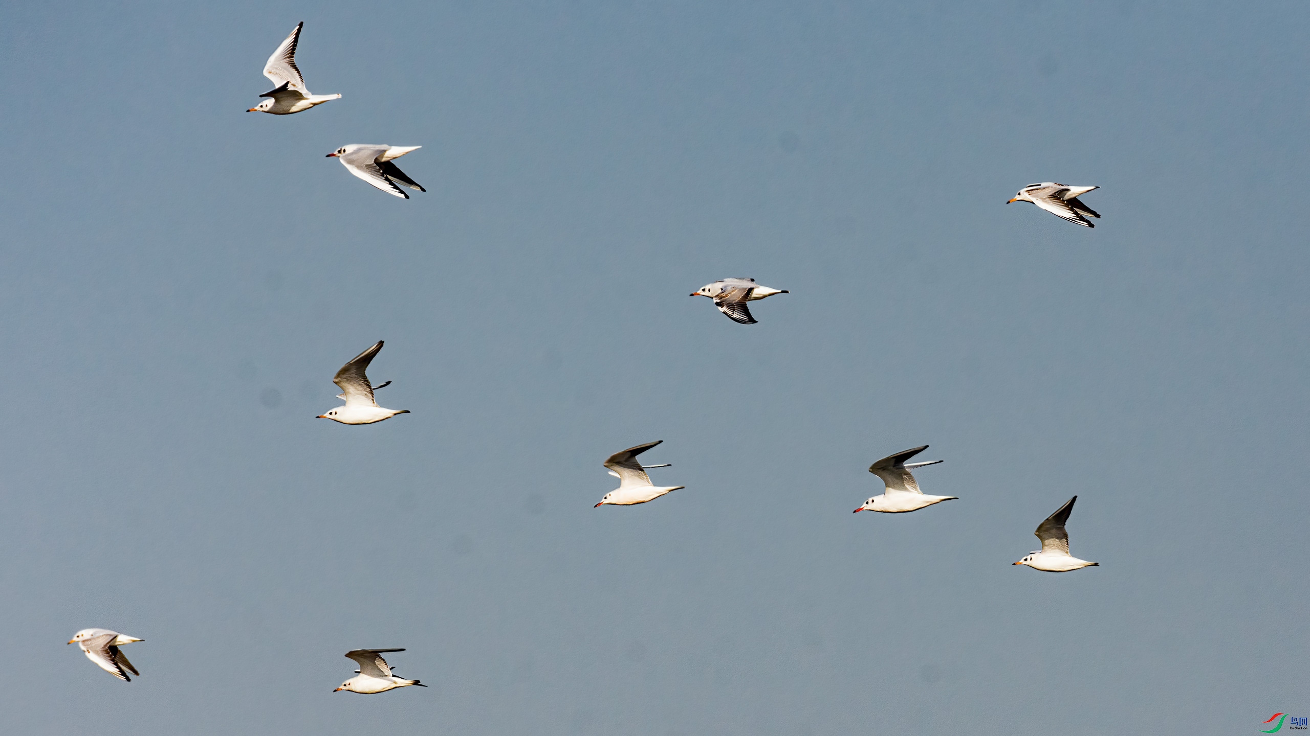 �ӹ�ͷ������Ÿ