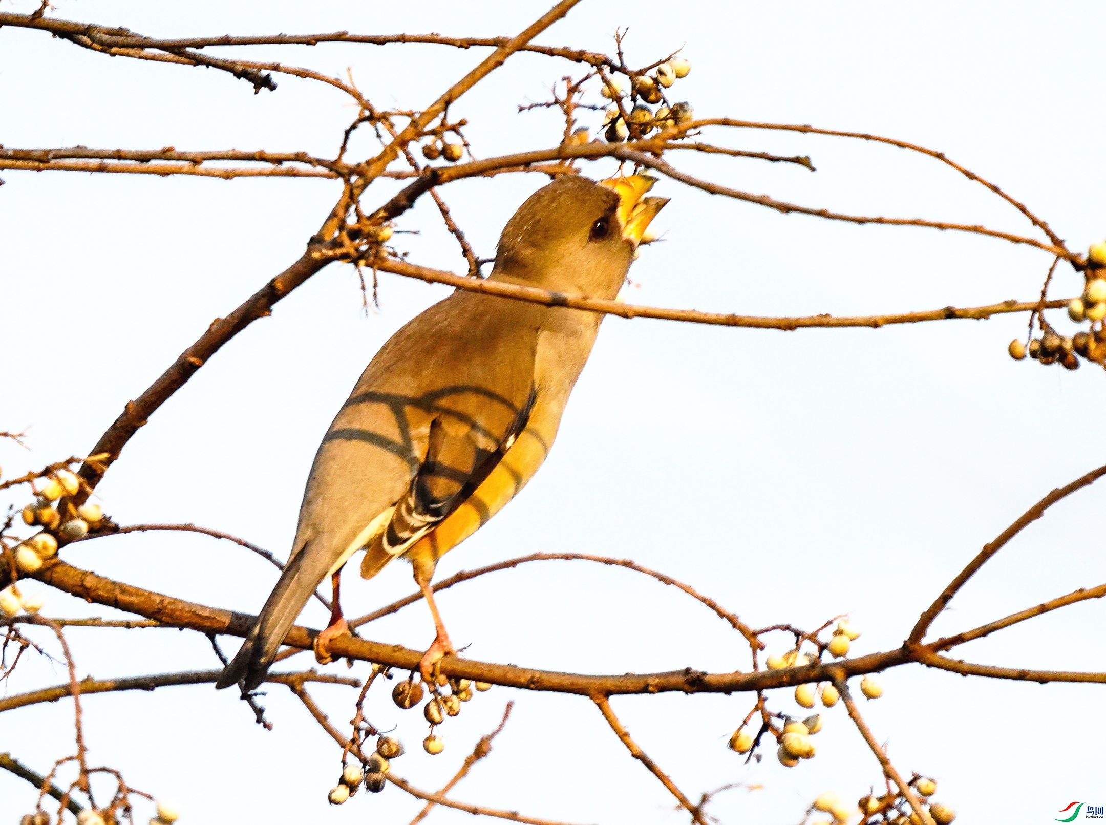 098DSC03253_1_����.jpg