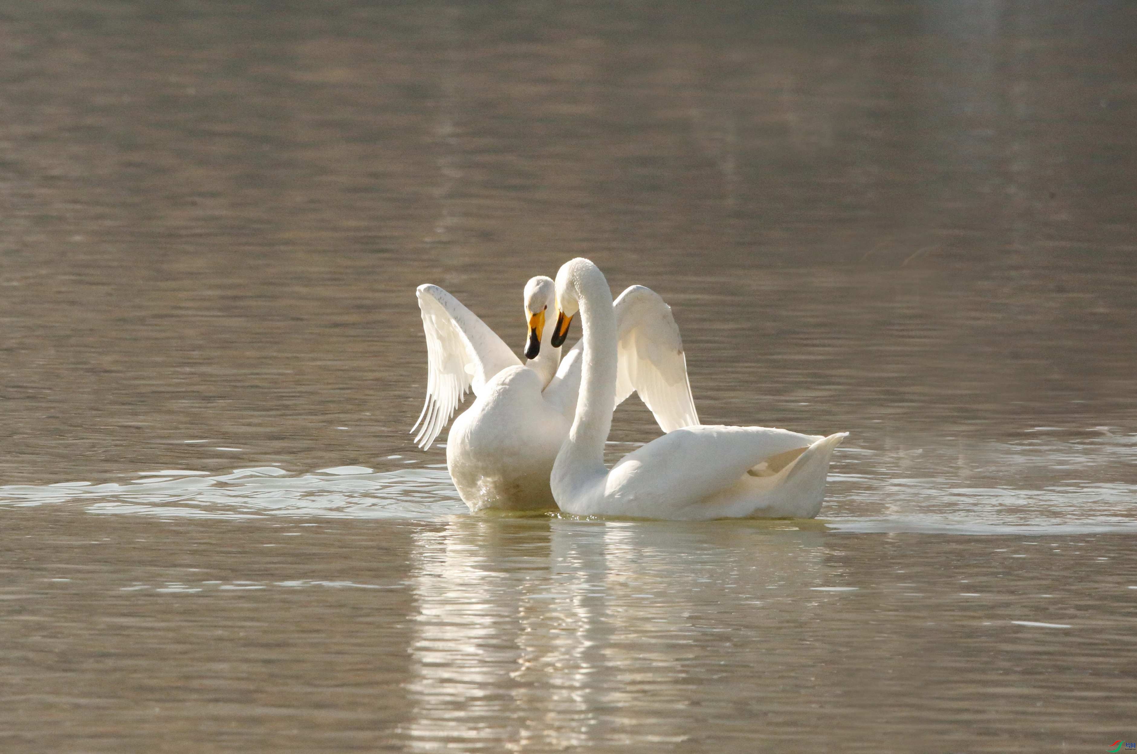 _39A1646 - ����.JPG