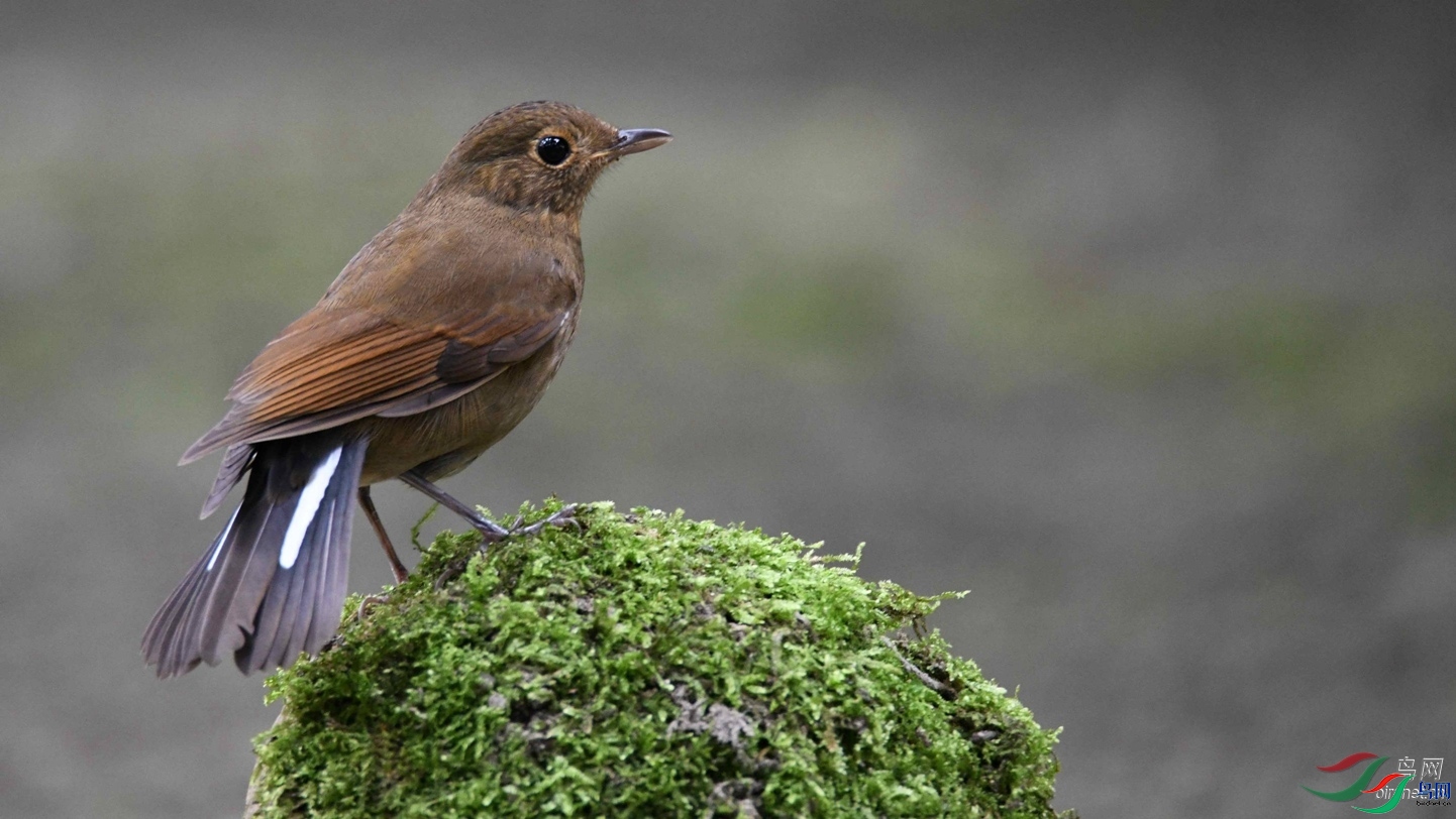 gxs64  ��ʦ�������Ĵ�ʡ�ɶ���.jpg