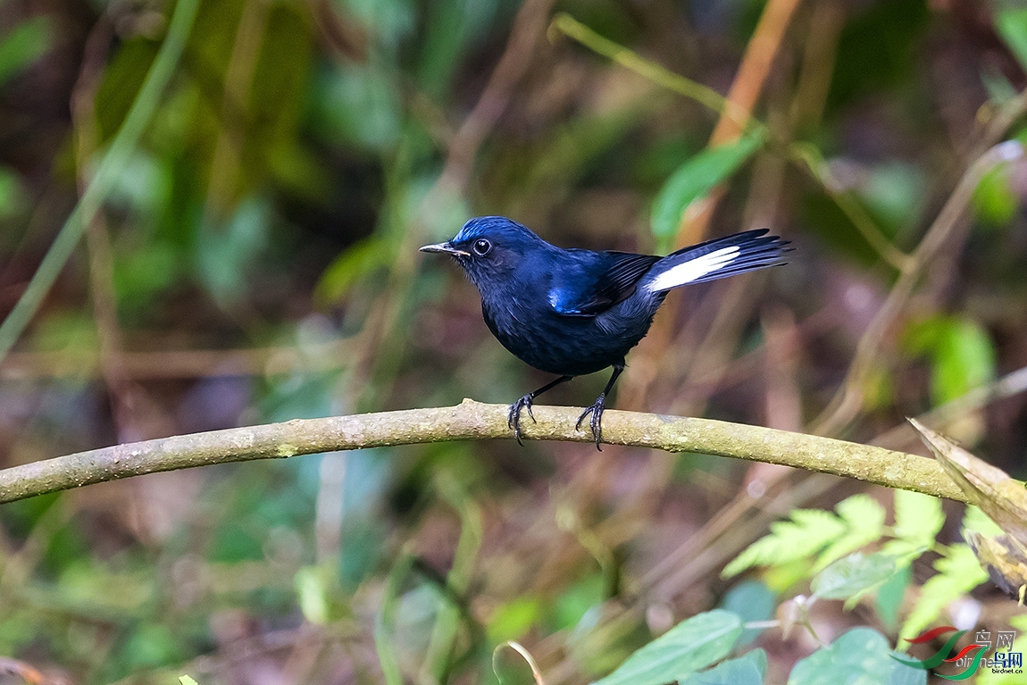 ��������  ��ʦ�����ڹ���׳��������������.jpg