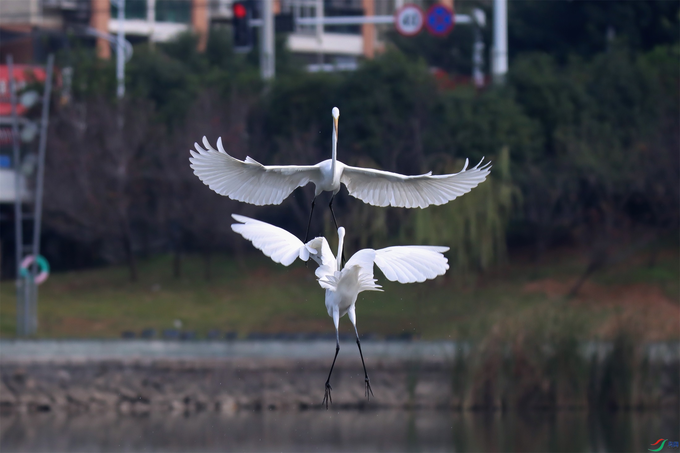 IMG_268311.jpg
