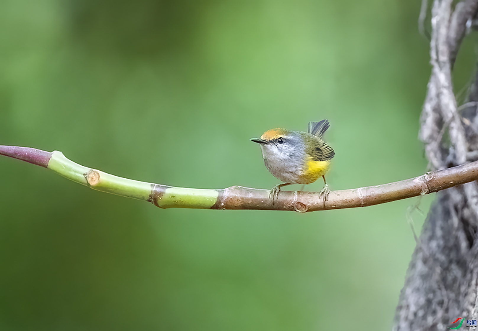栗头织叶莺金头缝叶莺