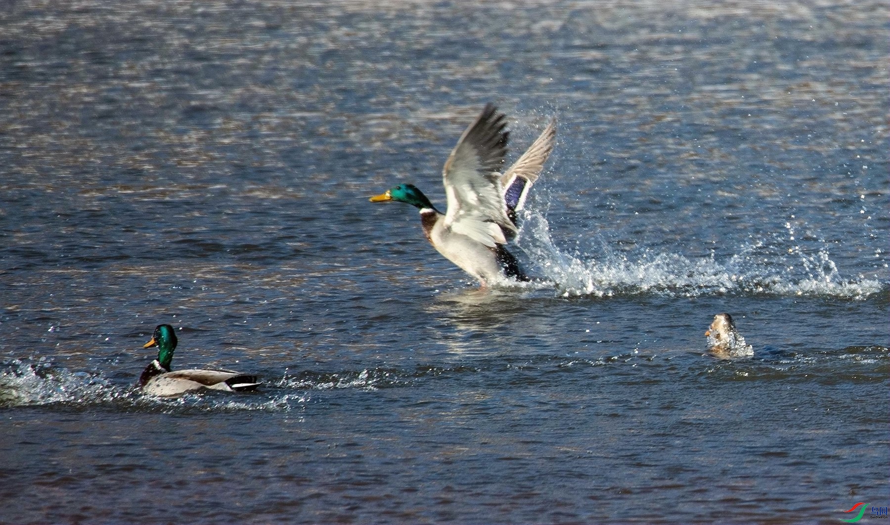 ����ѼϷ (4).jpg