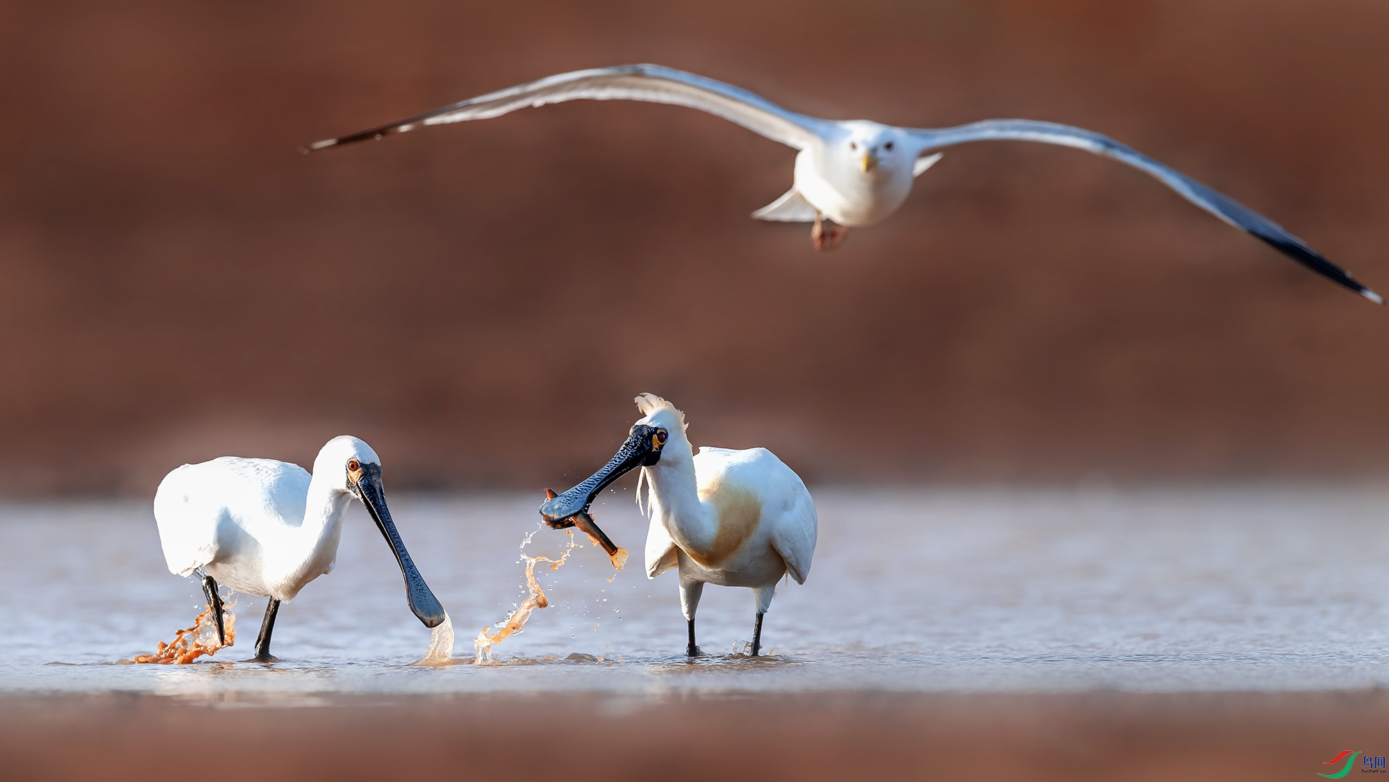 ���������뺣Ÿ