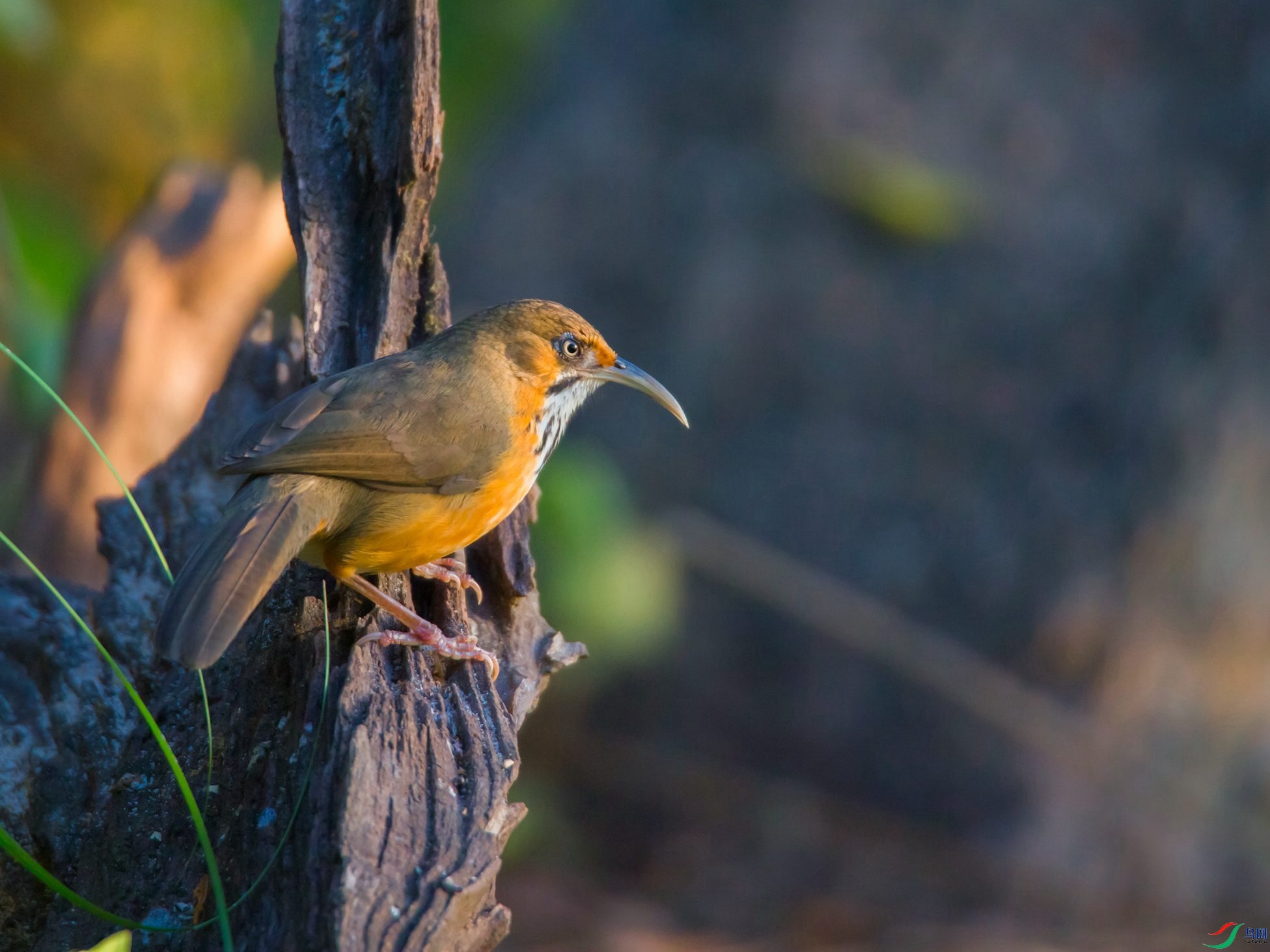 ���ع�����