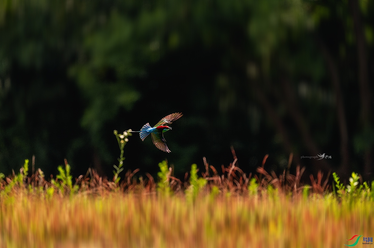 �ں���������ƺ��ÿ���5�·ݿ�ʼ��������ֻ�����仢�������ڶ�������������Ϣ���ڼ���Թ��͵����Ǹ����� ...